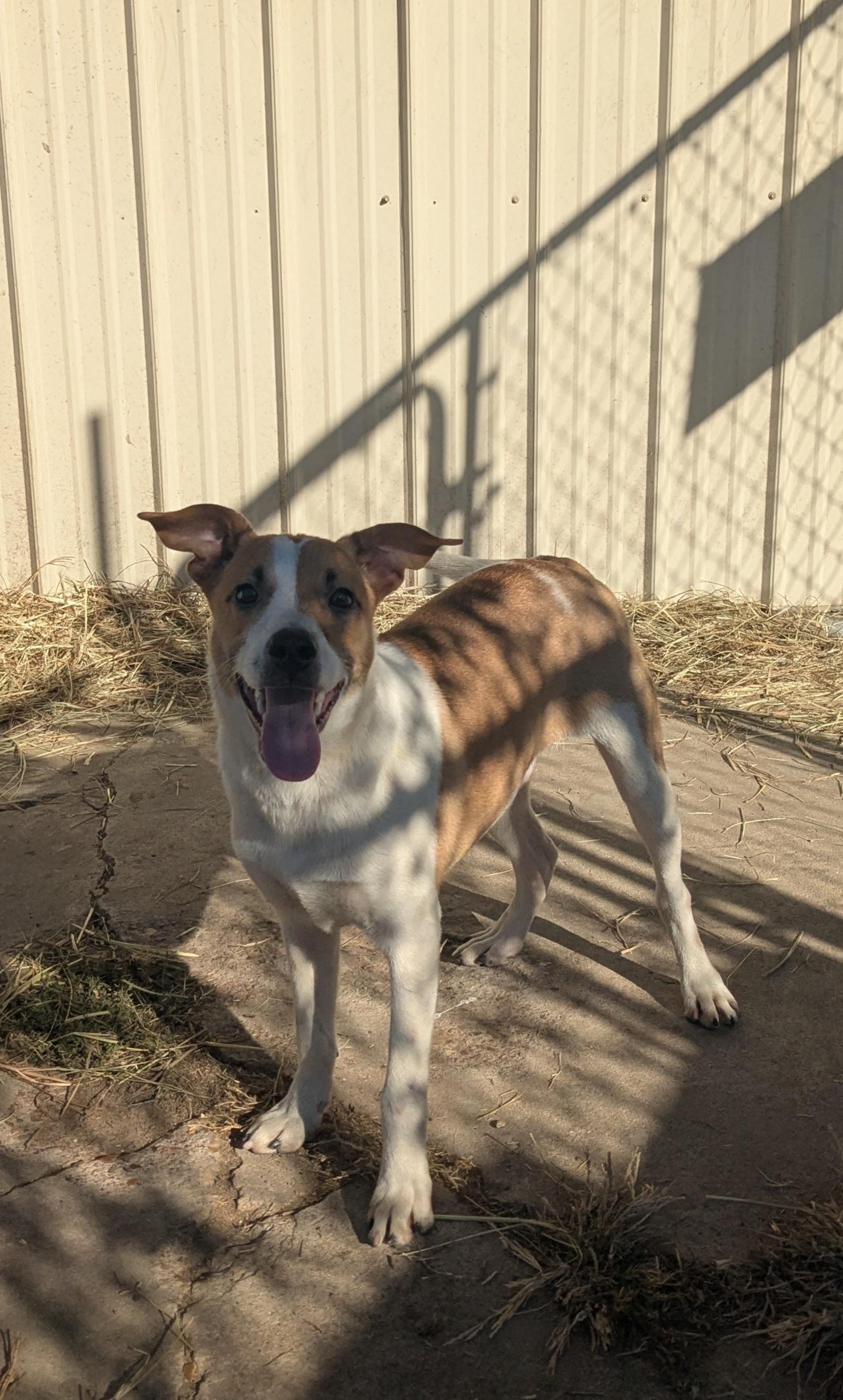 Rubble , a ADOPTABLE mixed breed in Newport, AR image 2/4
