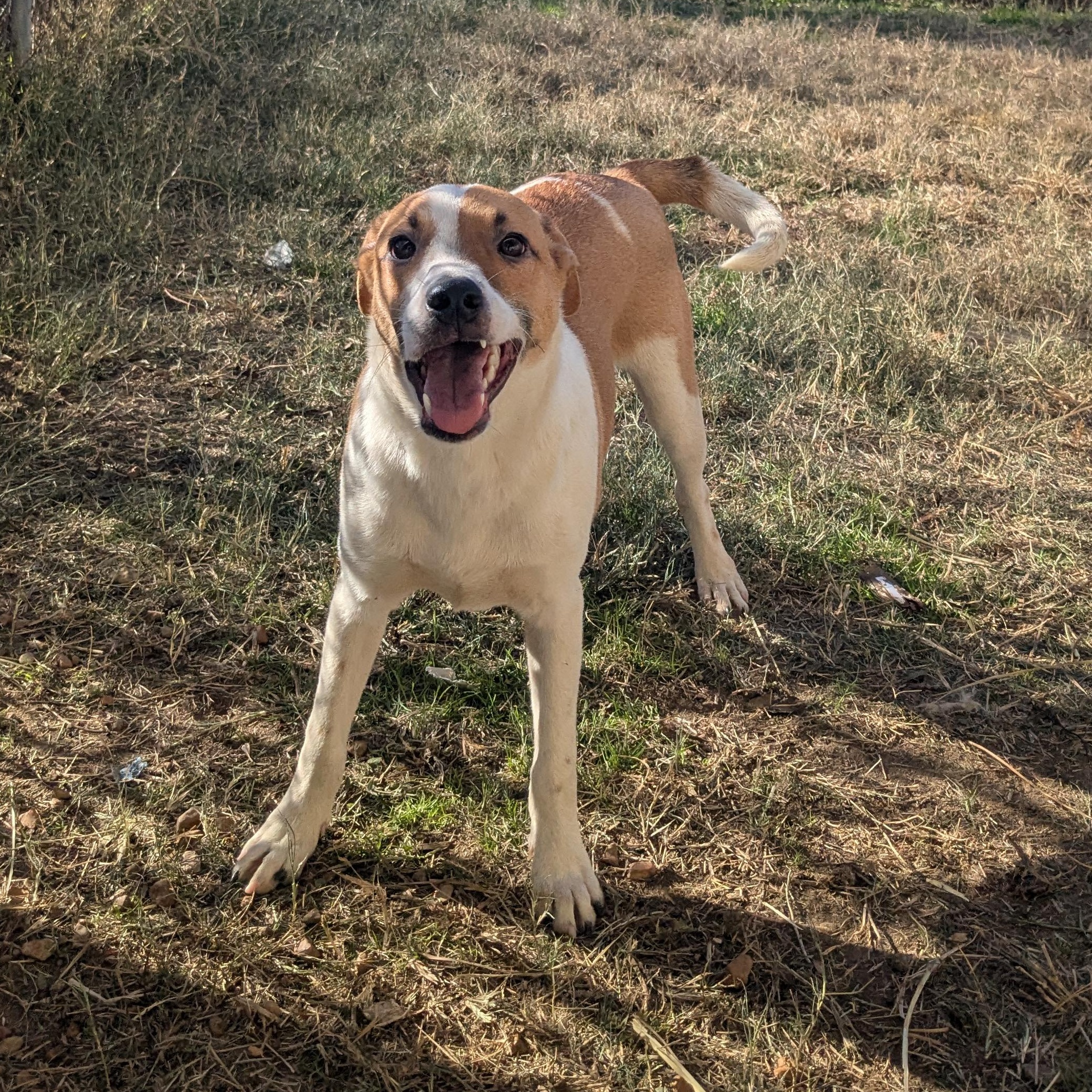 Rubble , a ADOPTABLE mixed breed in Newport, AR image 4/4