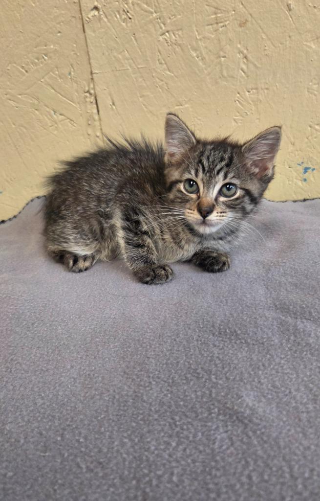 Ragu, a Adoptable mixed breed in Shelbyville, TN image 1/3