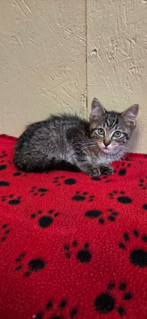 Ragu, a Adoptable mixed breed in Shelbyville, TN image 2/5