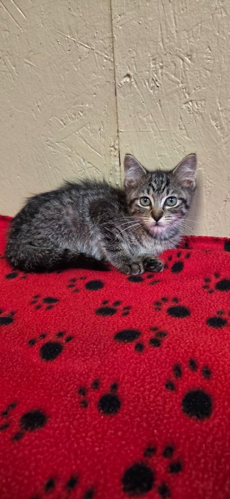 Ragu, a Adoptable mixed breed in Shelbyville, TN image 3/5