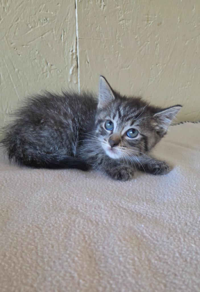 Ragu, a Adoptable mixed breed in Shelbyville, TN image 2/3