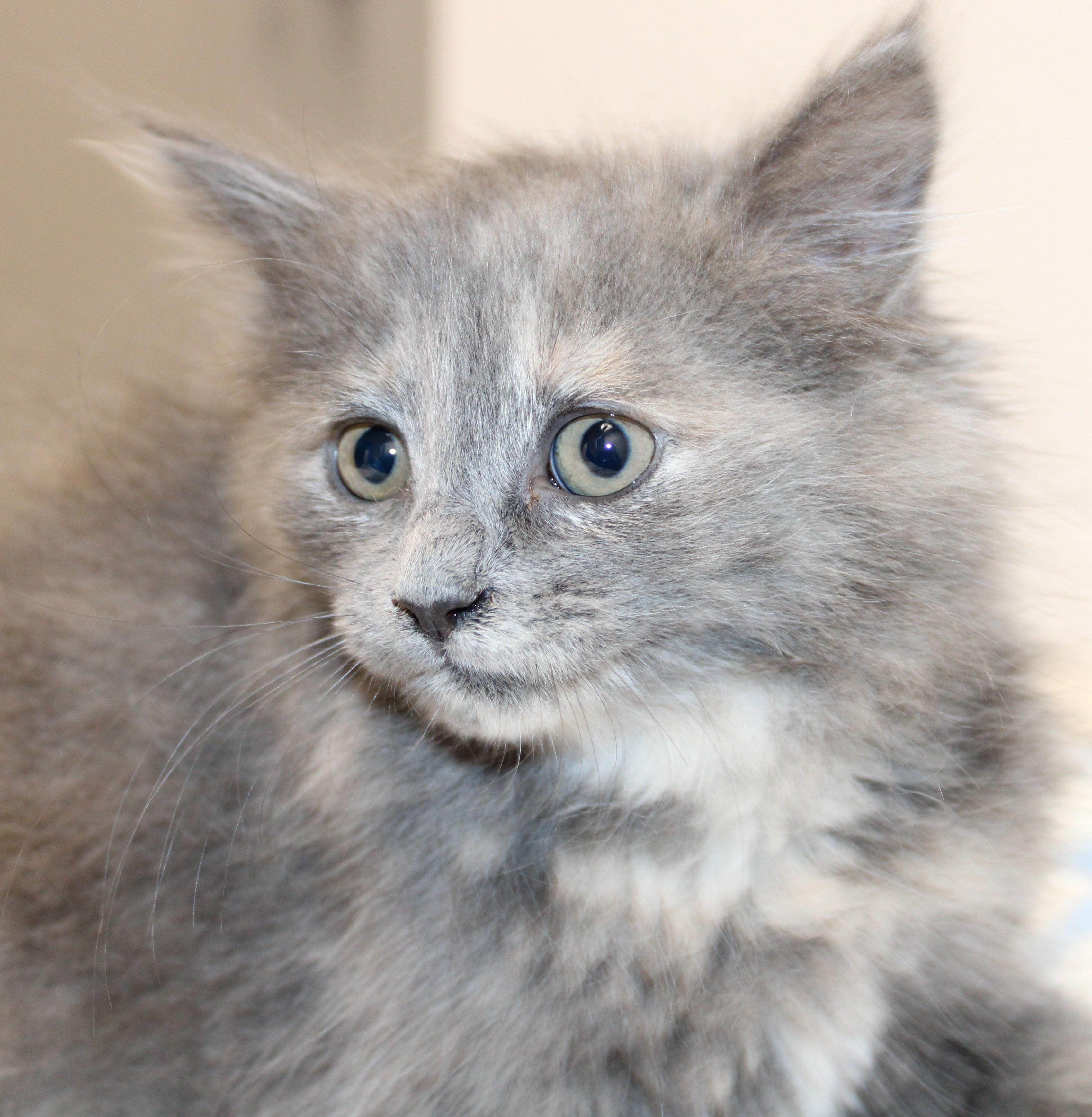 Enlarge Daisy - 2 for 1!, bonded with sister Rosie, an adopted Domestic Medium Hair in Mississauga, ON image 3/3