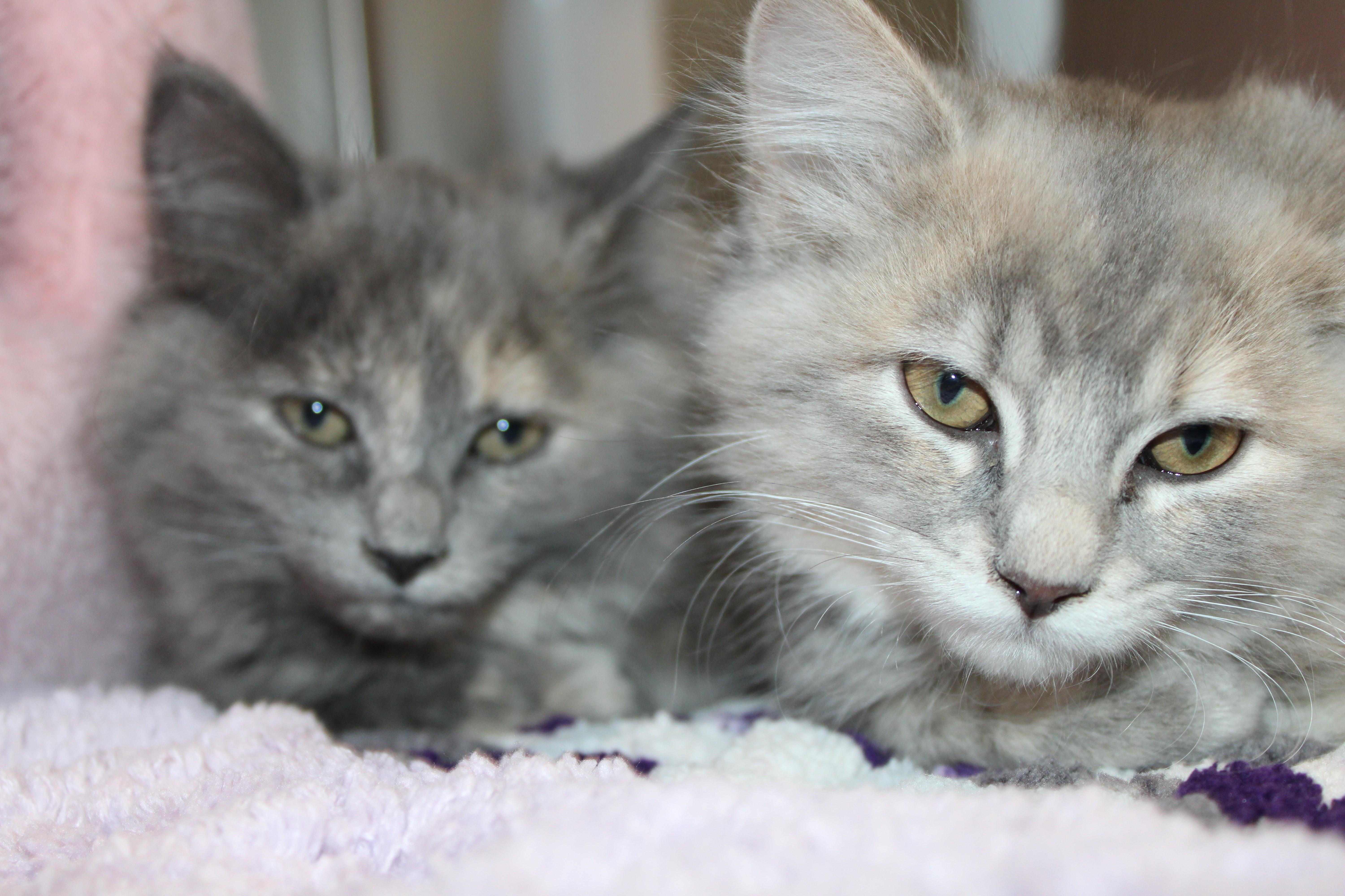 Enlarge Daisy - 2 for 1!, bonded with sister Rosie, an adopted Domestic Medium Hair in Mississauga, ON image 2/3