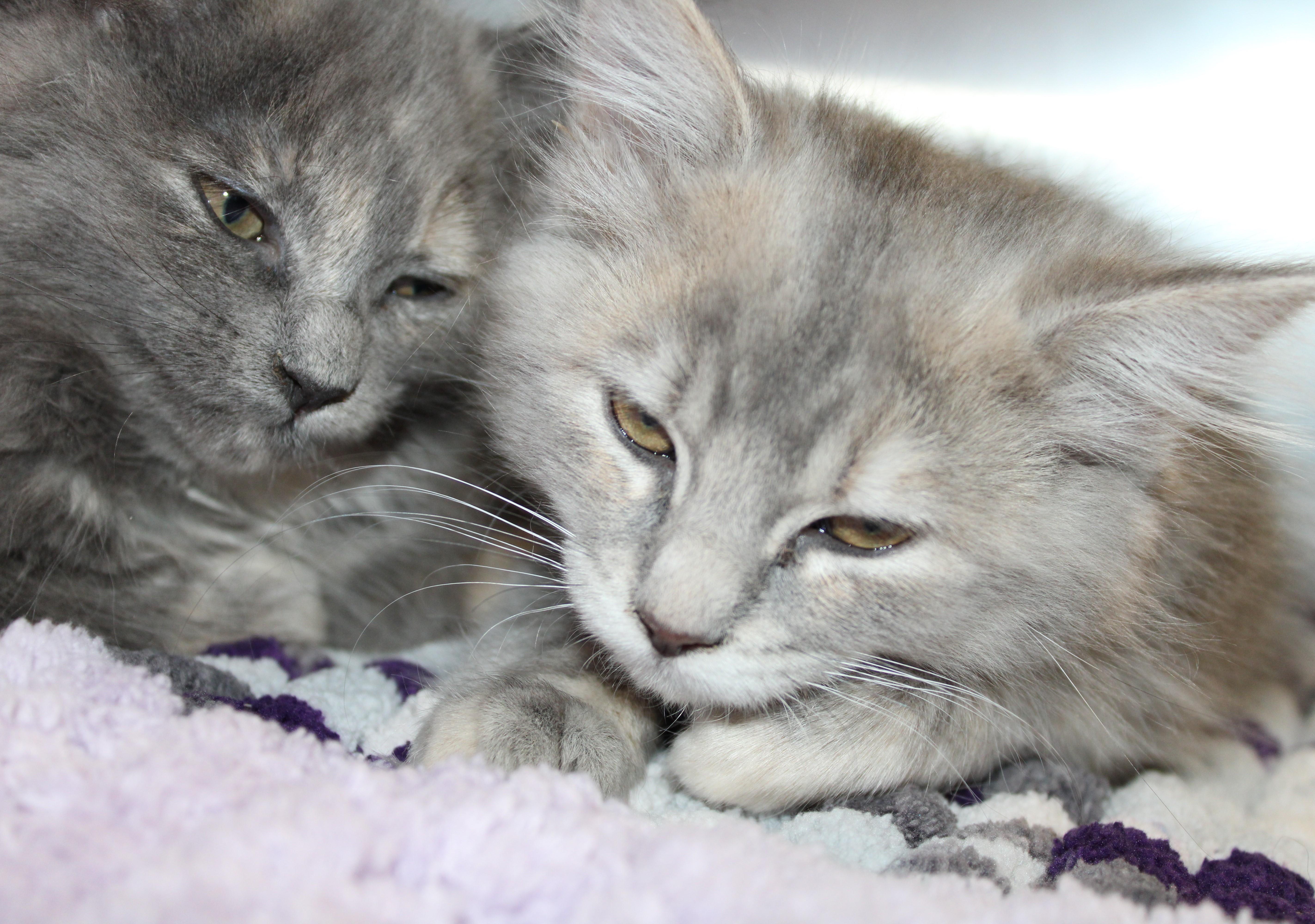 Enlarge Daisy - 2 for 1!, bonded with sister Rosie, an adopted Domestic Medium Hair in Mississauga, ON image 1/3