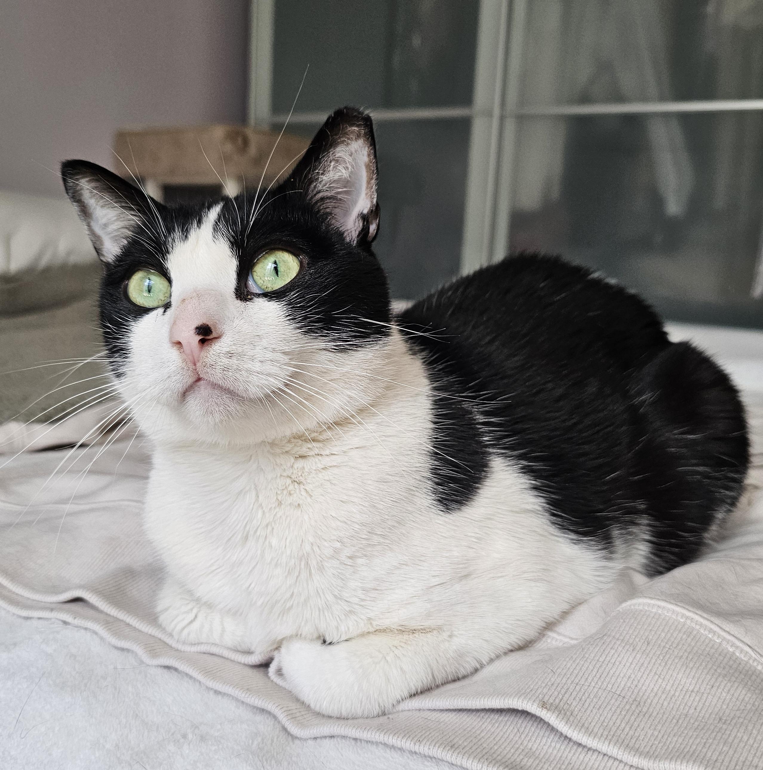 Enlarge Frankie – ideal for one-pet home, a ADOPTABLE Domestic Short Hair in Ridgefield, CT image 2/6