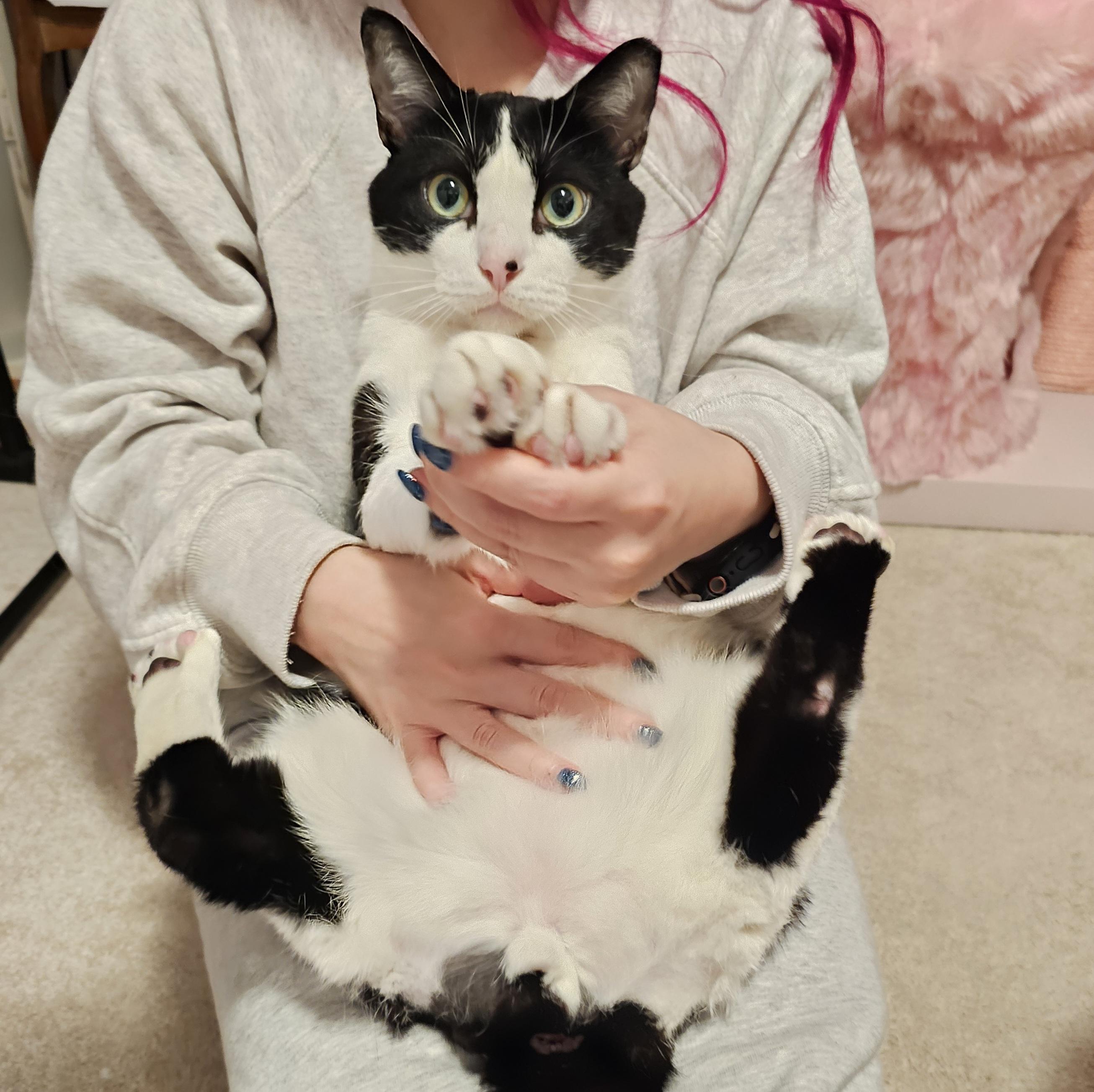 Enlarge Frankie – ideal for one-pet home, a ADOPTABLE Domestic Short Hair in Ridgefield, CT image 3/6