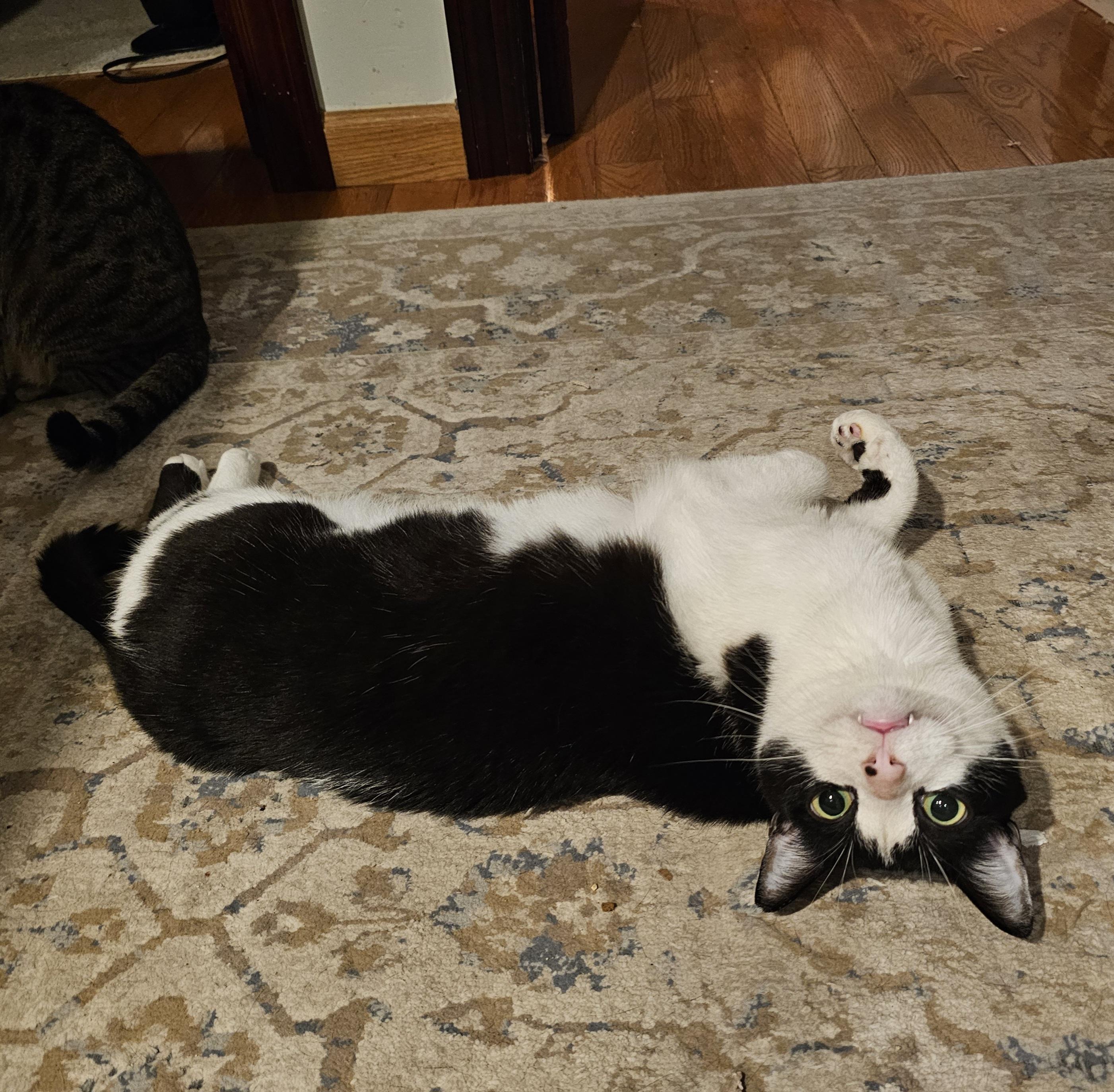 Enlarge Frankie – ideal for one-pet home, a ADOPTABLE Domestic Short Hair in Ridgefield, CT image 4/6