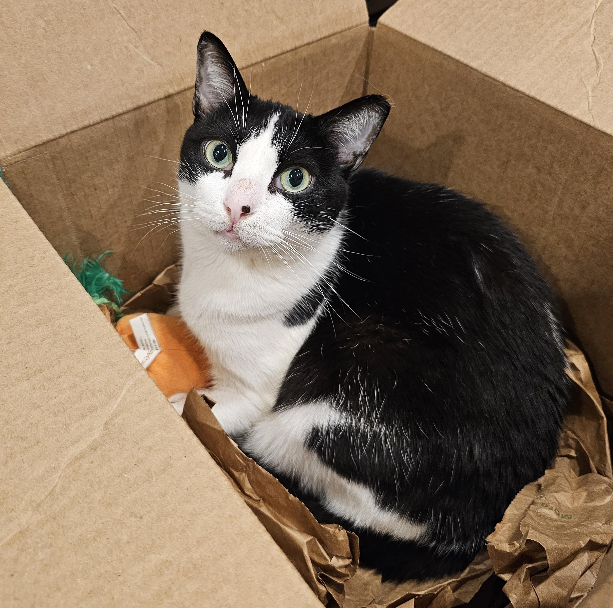 Frankie – ideal for one-pet home, ADOPTABLE, Adult Male Domestic Short Hair.