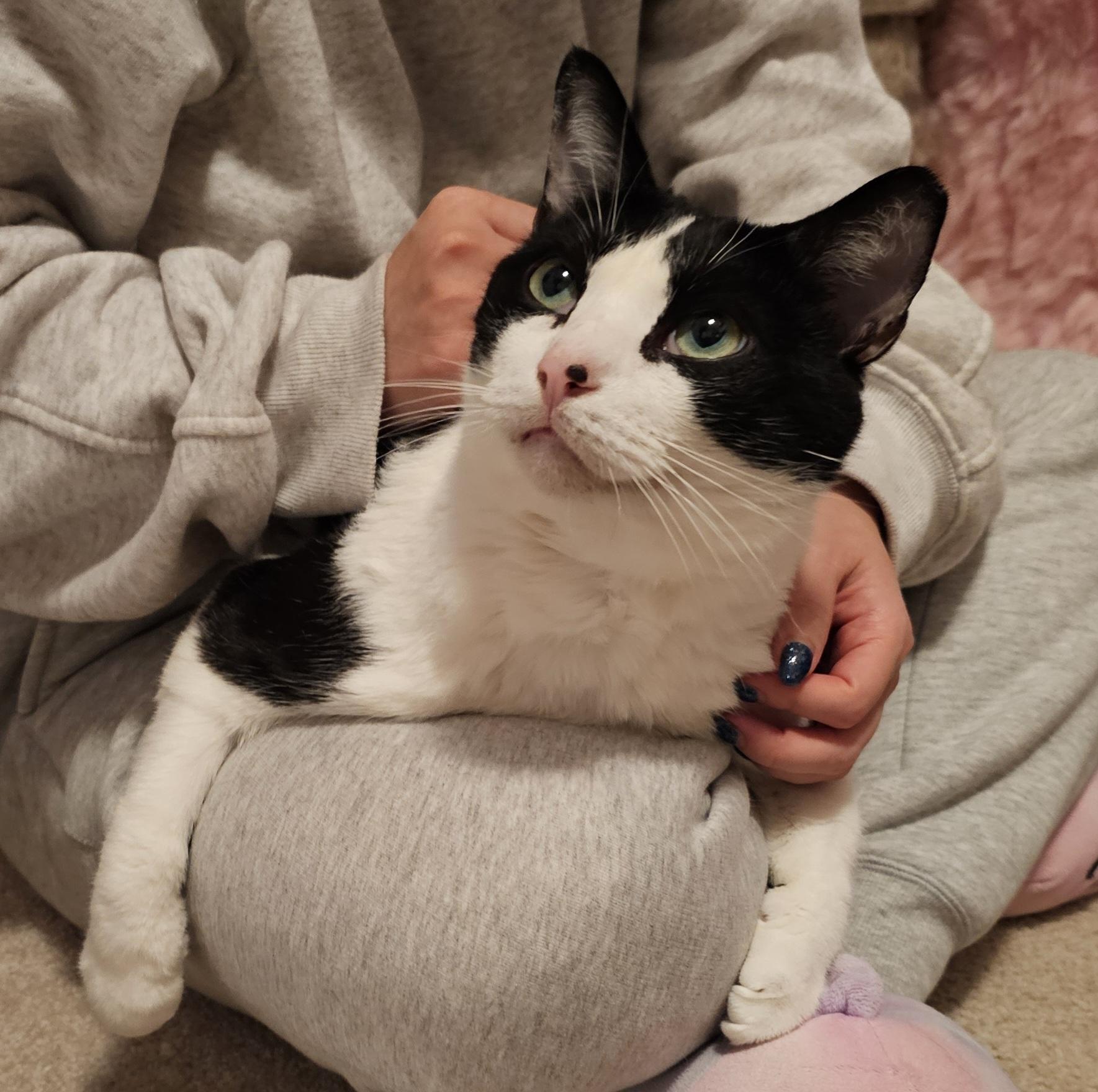 Frankie – ideal for one-pet home, ADOPTABLE, Adult Male Domestic Short Hair.