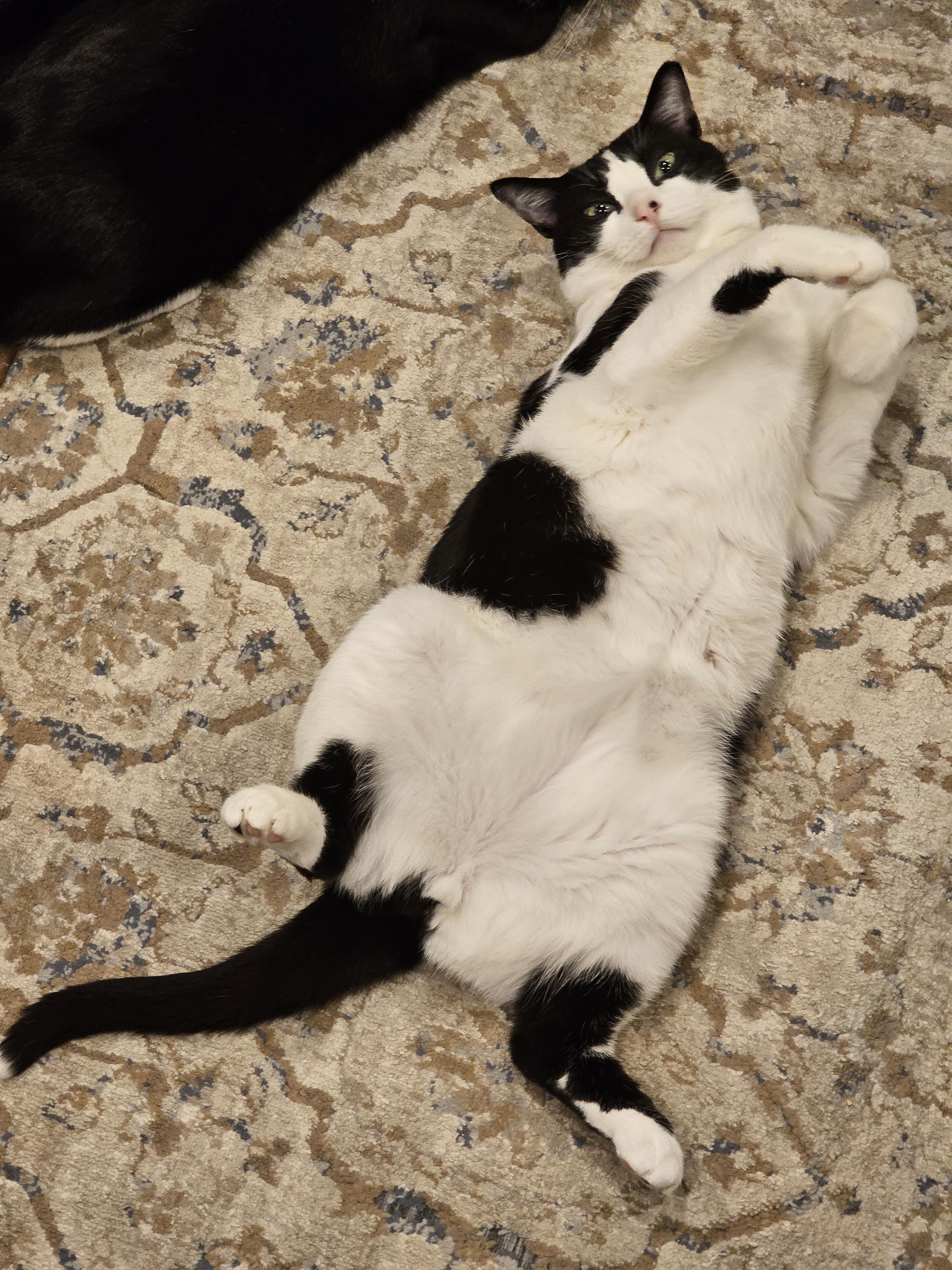 Enlarge Frankie – ideal for one-pet home, a ADOPTABLE Domestic Short Hair in Ridgefield, CT image 6/6