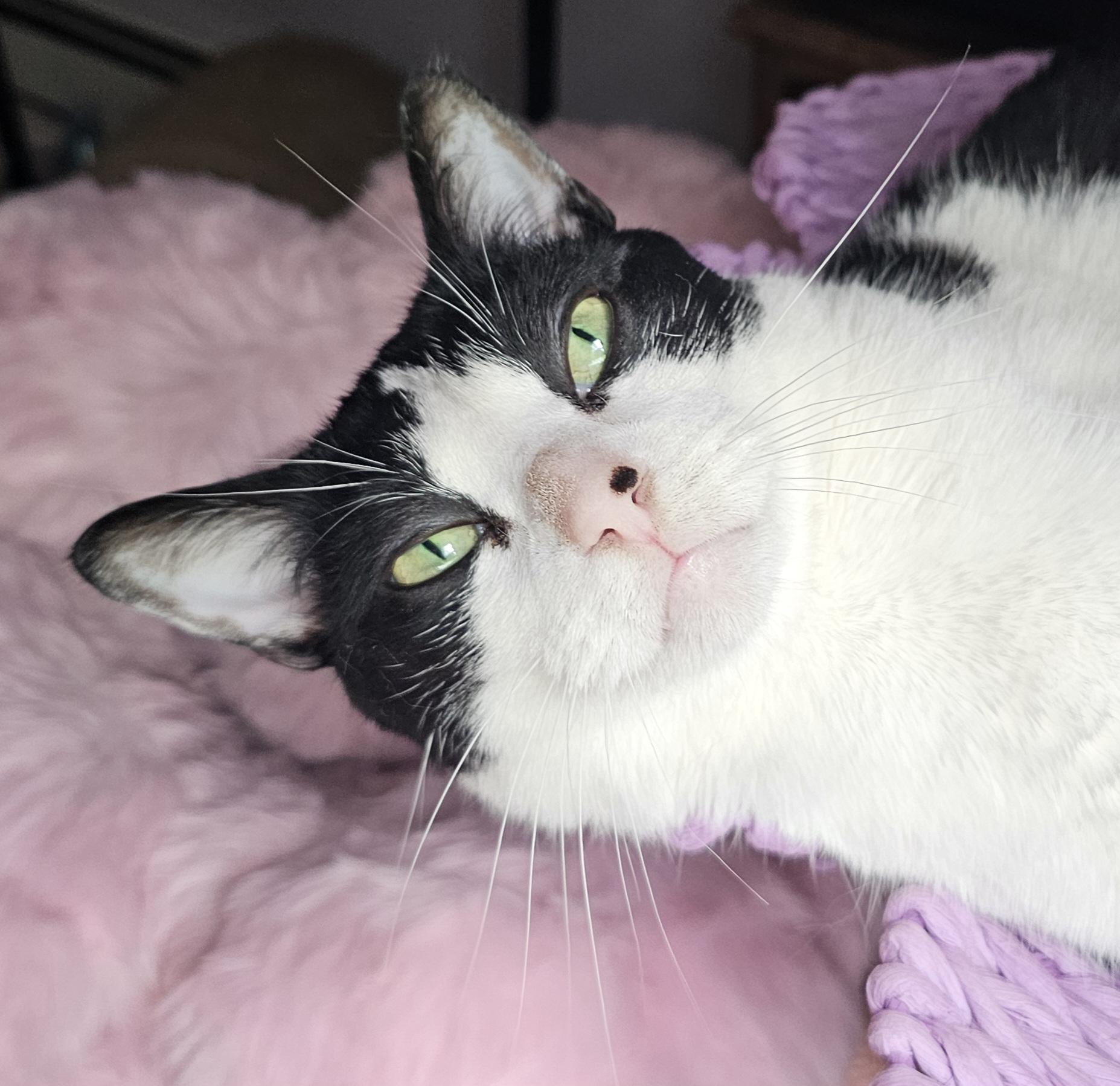 Frankie – ideal for one-pet home, ADOPTABLE, Adult Male Domestic Short Hair.