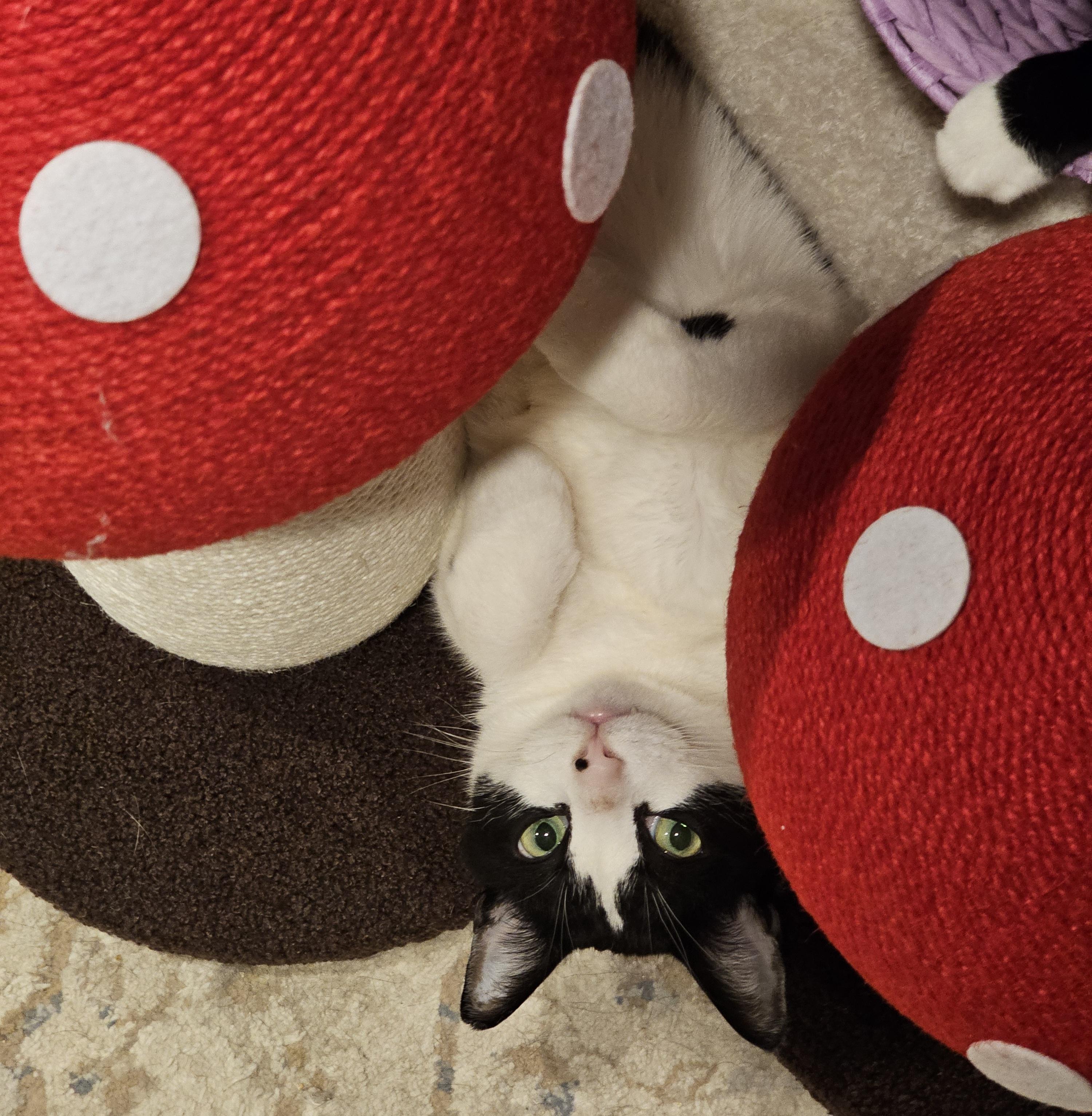 Enlarge Frankie – ideal for one-pet home, a ADOPTABLE Domestic Short Hair in Ridgefield, CT image 1/6