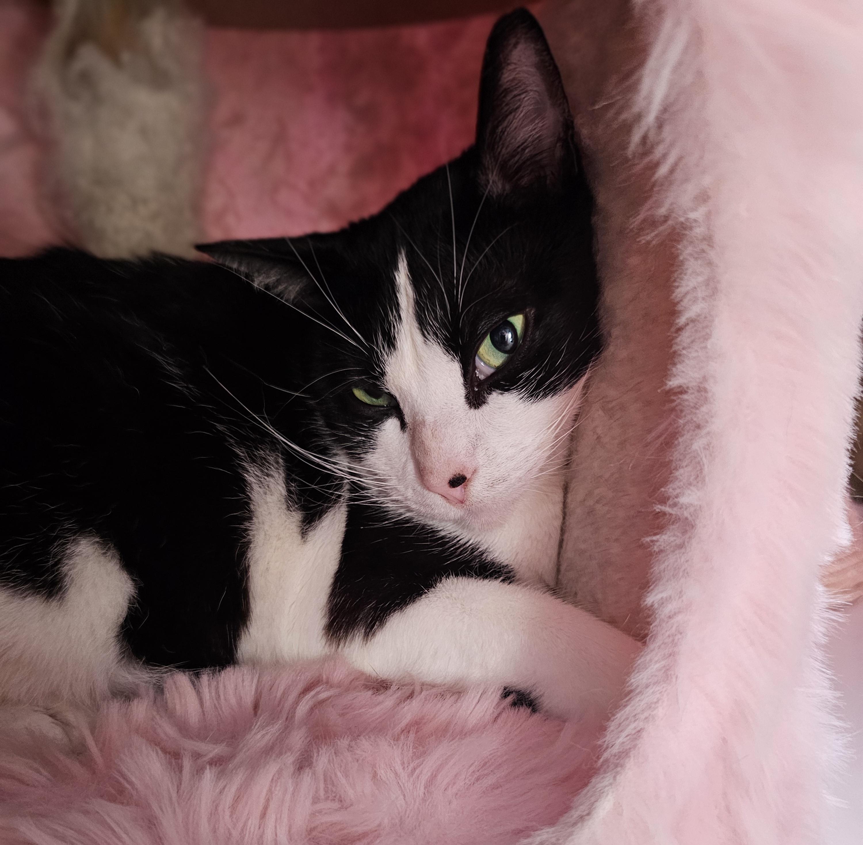 Enlarge Frankie – ideal for one-pet home, a ADOPTABLE Domestic Short Hair in Ridgefield, CT image 2/6