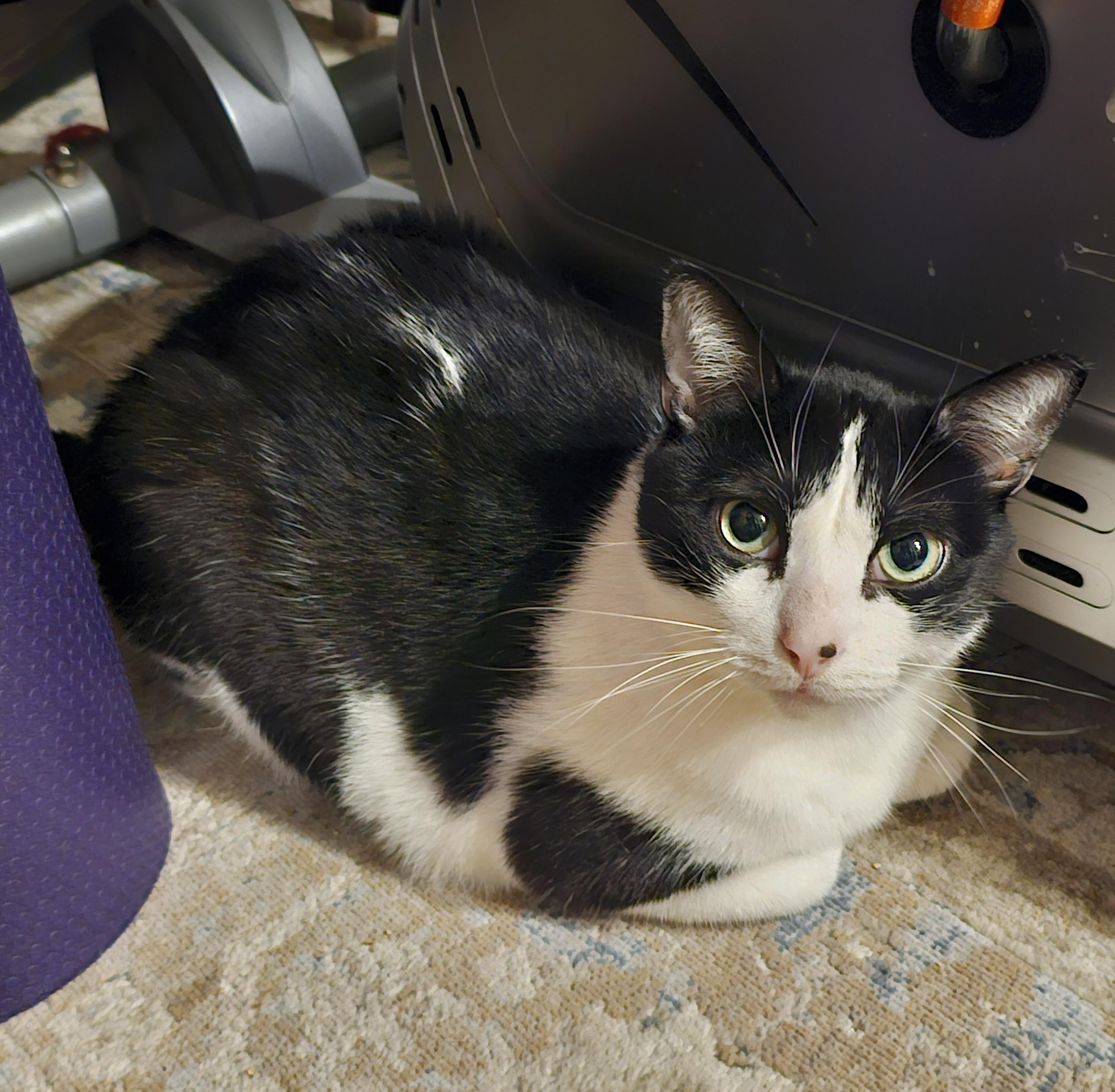 Frankie – ideal for one-pet home, ADOPTABLE, Adult Male Domestic Short Hair.