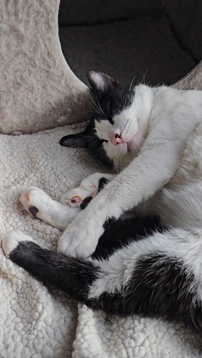 Enlarge Frankie – ideal for one-pet home, a ADOPTABLE Domestic Short Hair in Ridgefield, CT video 3/6