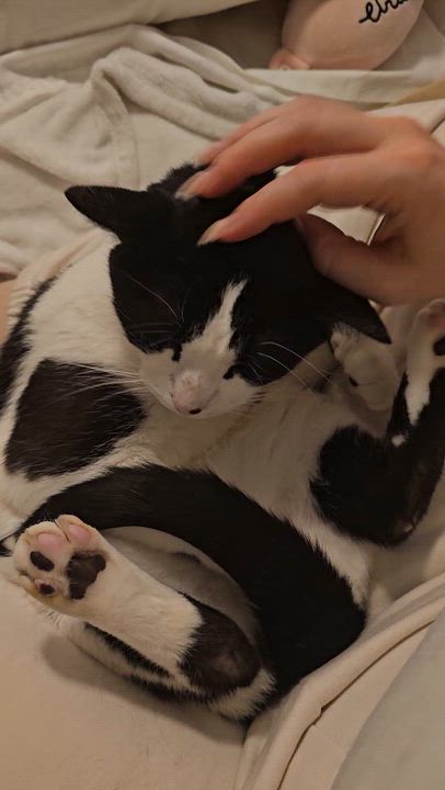 Enlarge Frankie – ideal for one-pet home, a ADOPTABLE Domestic Short Hair in Ridgefield, CT video 6/6