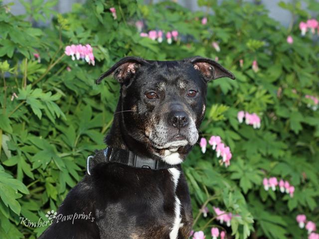 JEAN, Adoptable, Adult Female Australian Cattle Dog / Blue Heeler & Boxer.