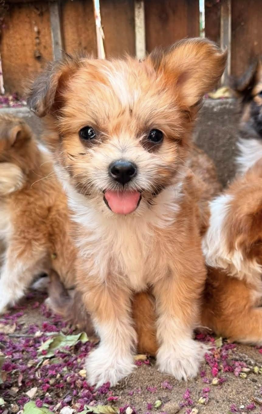 Gerbil, Adopted, Puppy Male Chihuahua & Poodle (Toy).