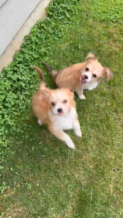 Enlarge Gerbil, a Adopted mixed breed in Beavercreek, OR video 6/6