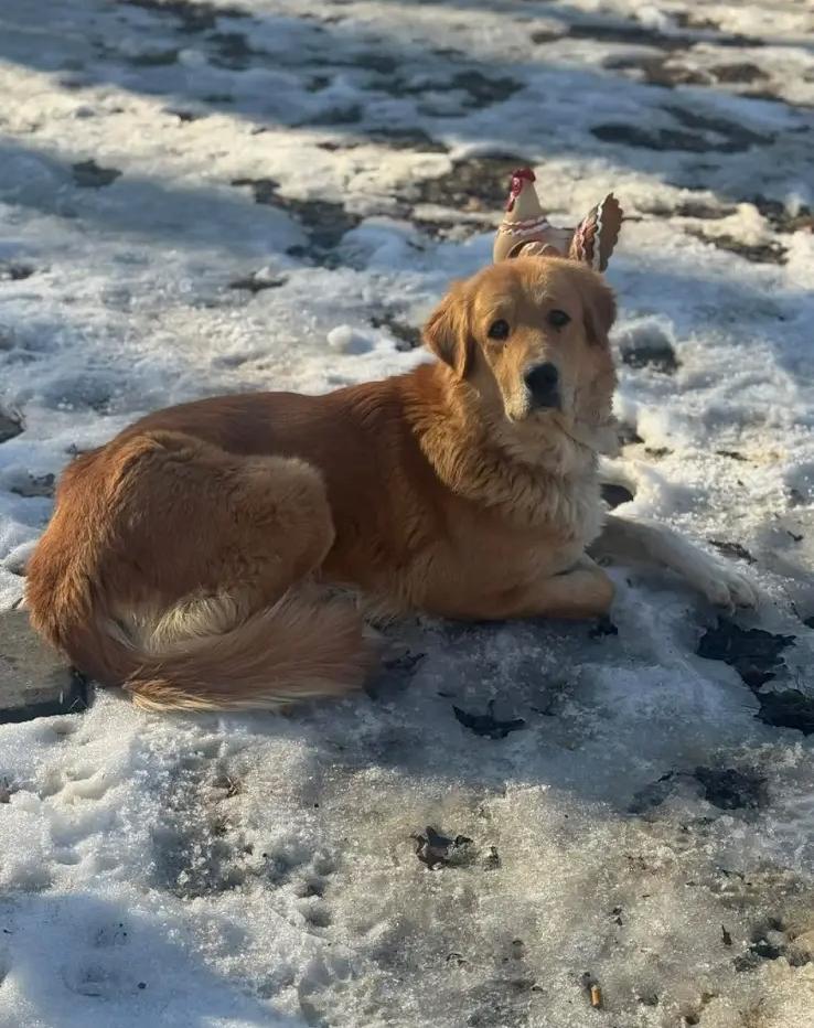 Enlarge Sophia, a Adoptable mixed breed in Partlow, VA image 1/1