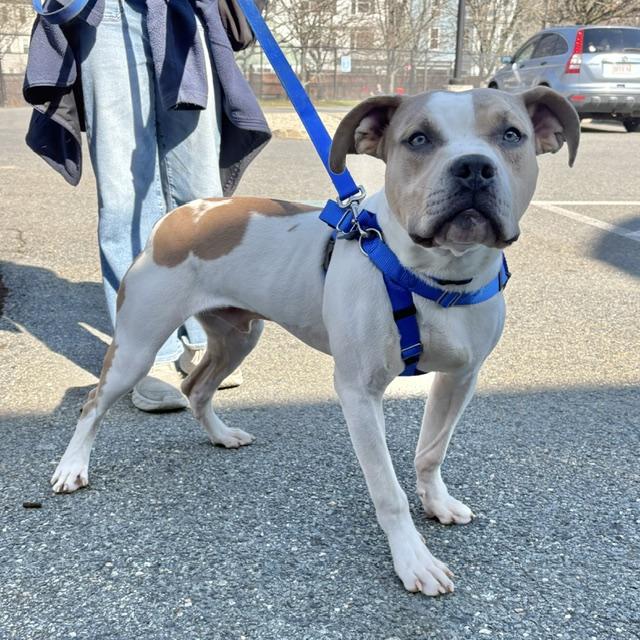 DIEGO, Adoptable, Young Male Pit Bull Terrier.