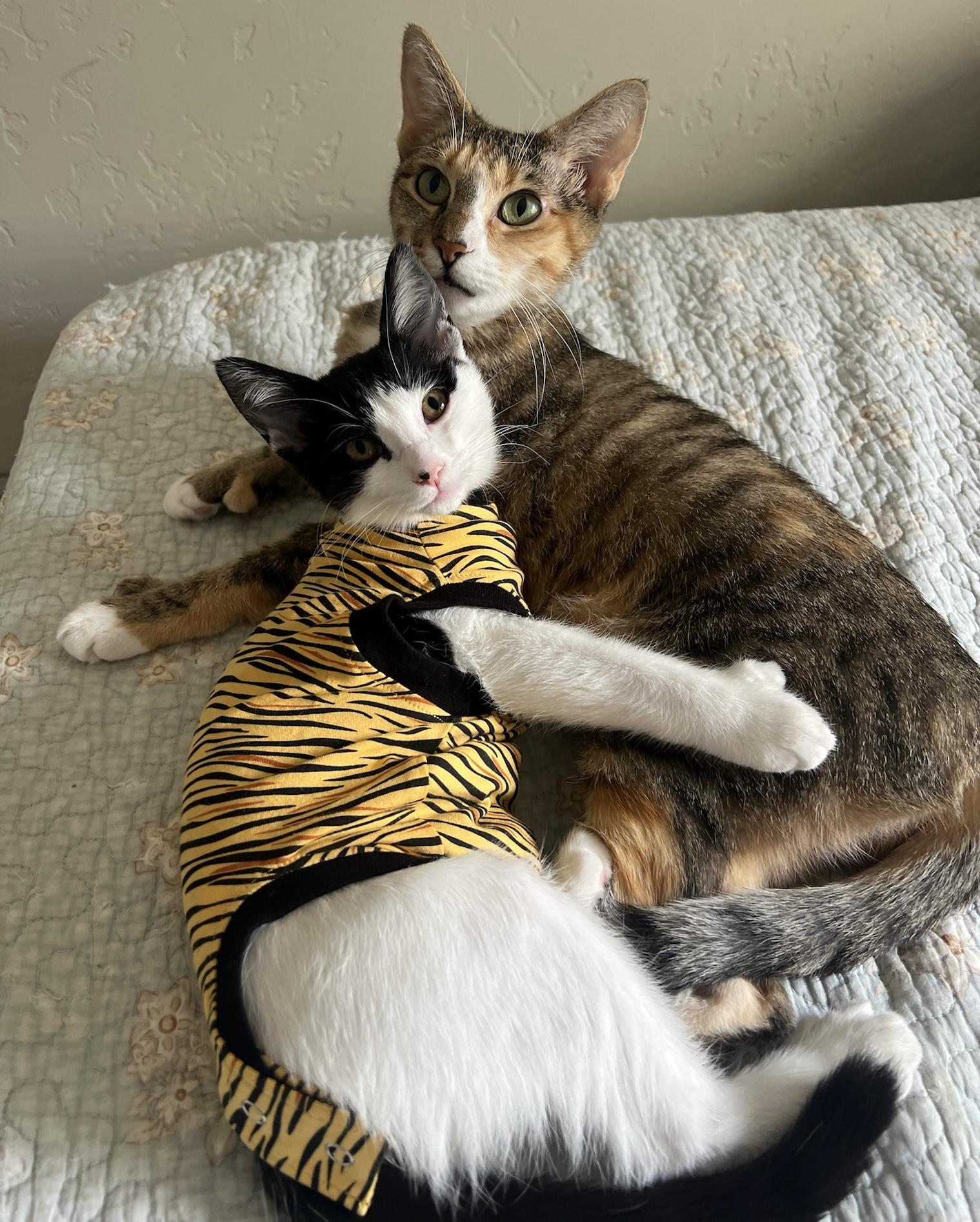 Goldie and Inchworm, a Adoptable mixed breed in Laguna Beach, CA image 1/6