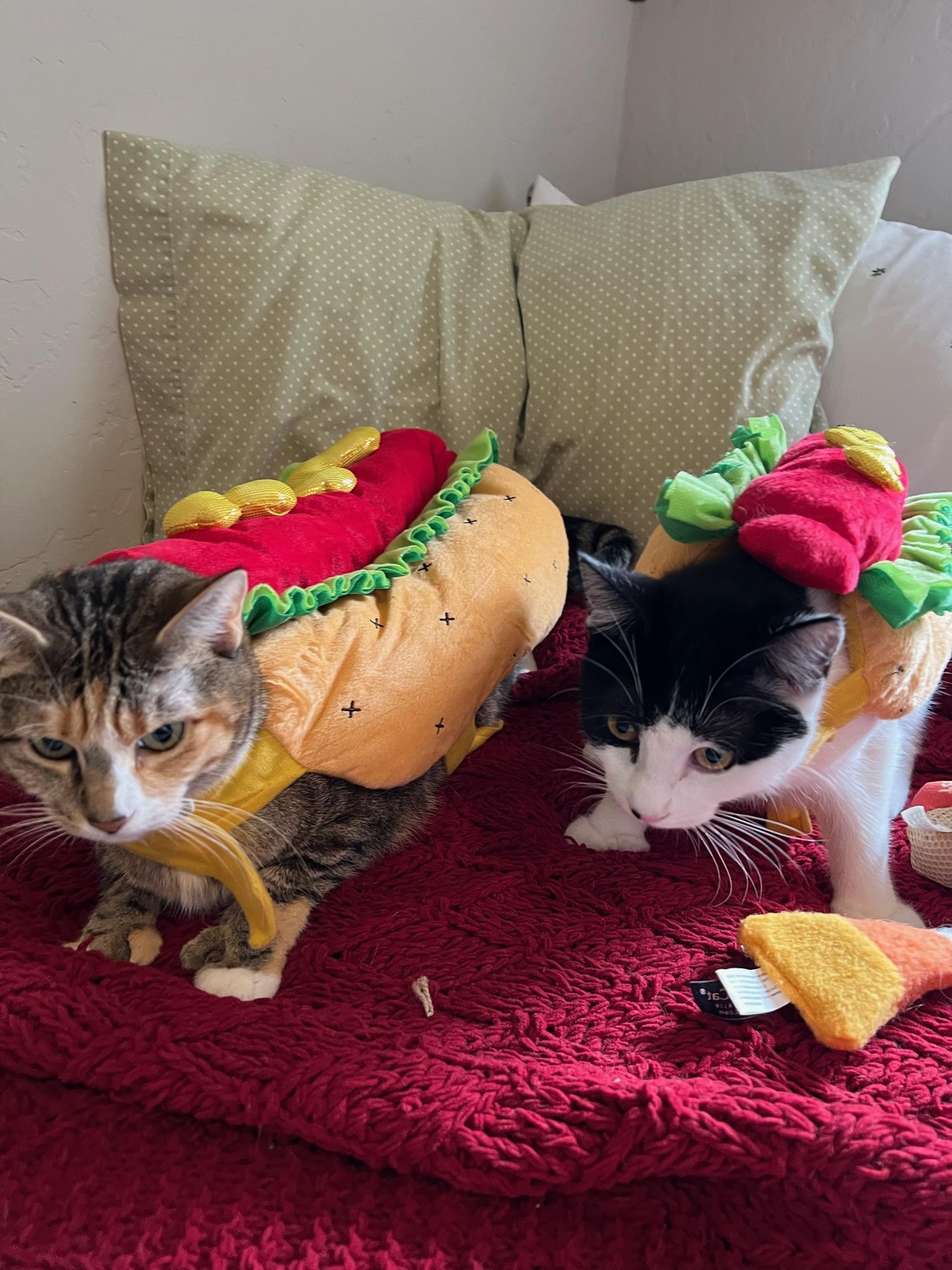 Enlarge Goldie and Inchworm, a Adoptable mixed breed in Laguna Beach, CA image 6/6