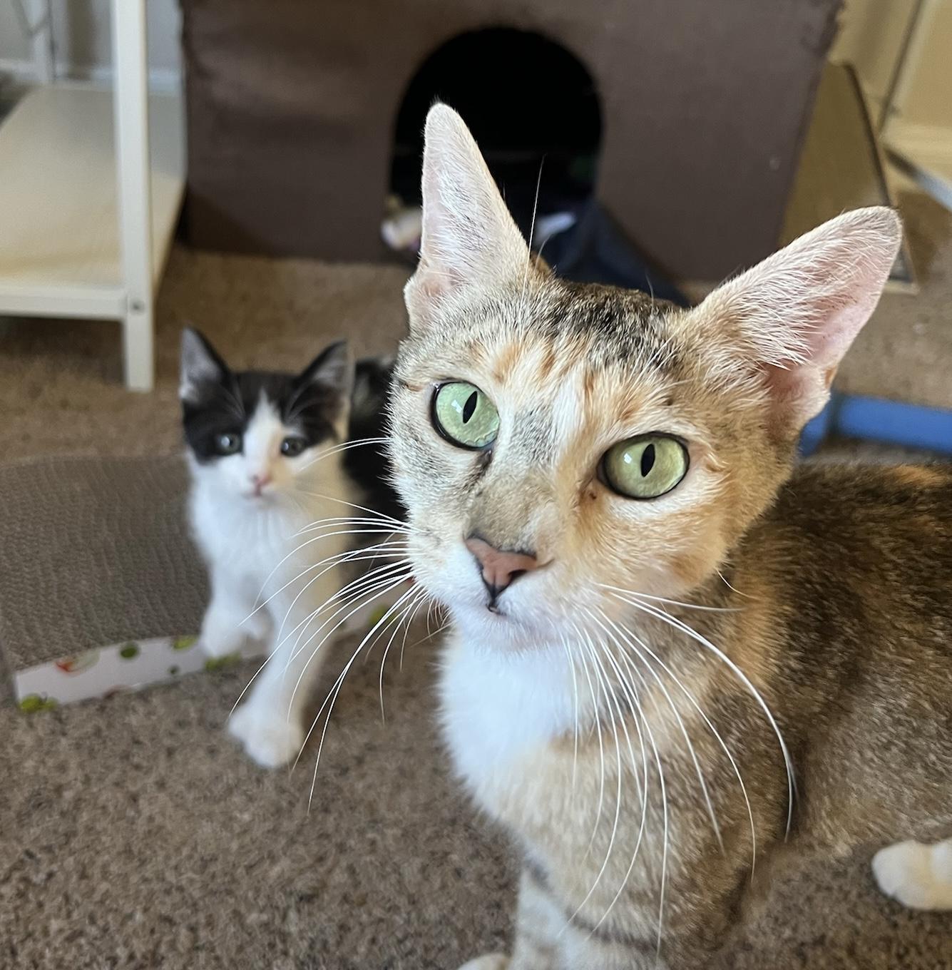 Goldie and Inchworm, a Adoptable mixed breed in Laguna Beach, CA image 5/6