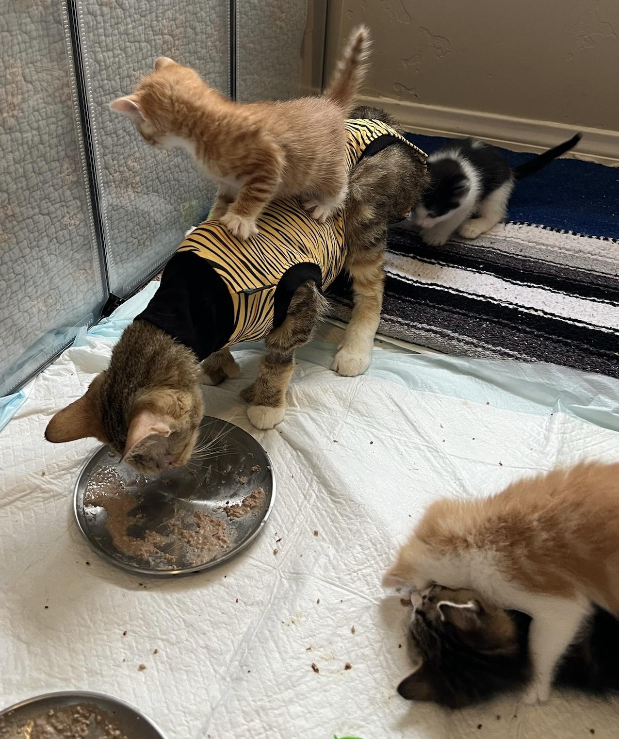 Goldie and Inchworm, a Adoptable mixed breed in Laguna Beach, CA image 6/6