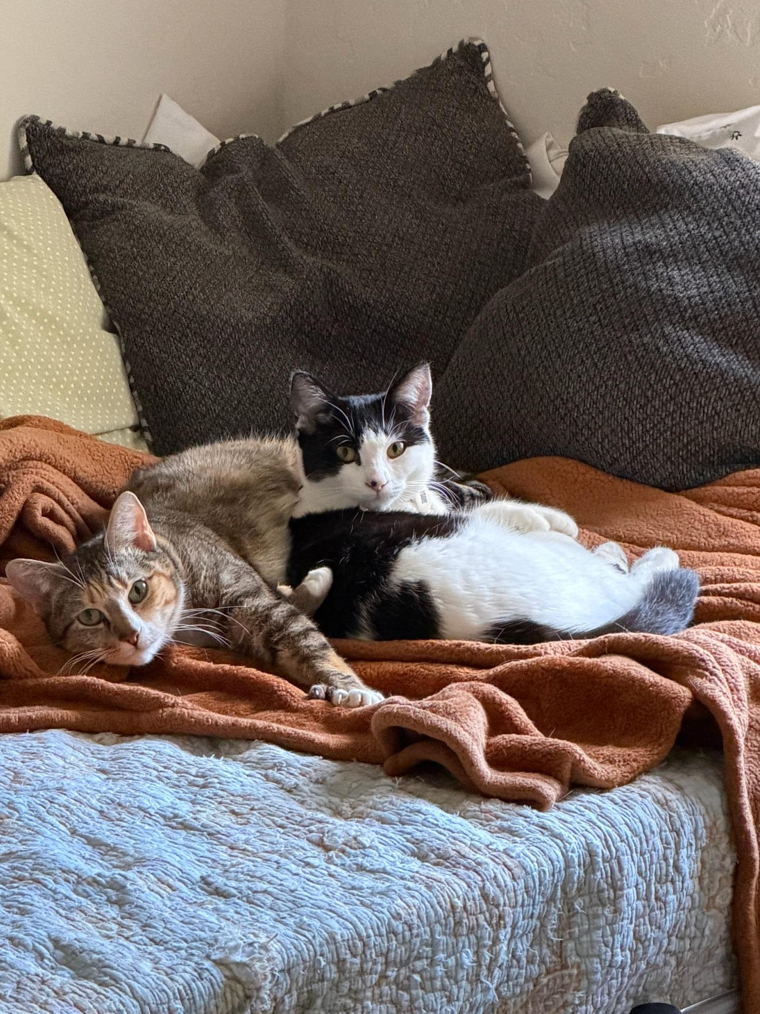 Enlarge Goldie and Inchworm, a Adoptable mixed breed in Laguna Beach, CA image 1/6