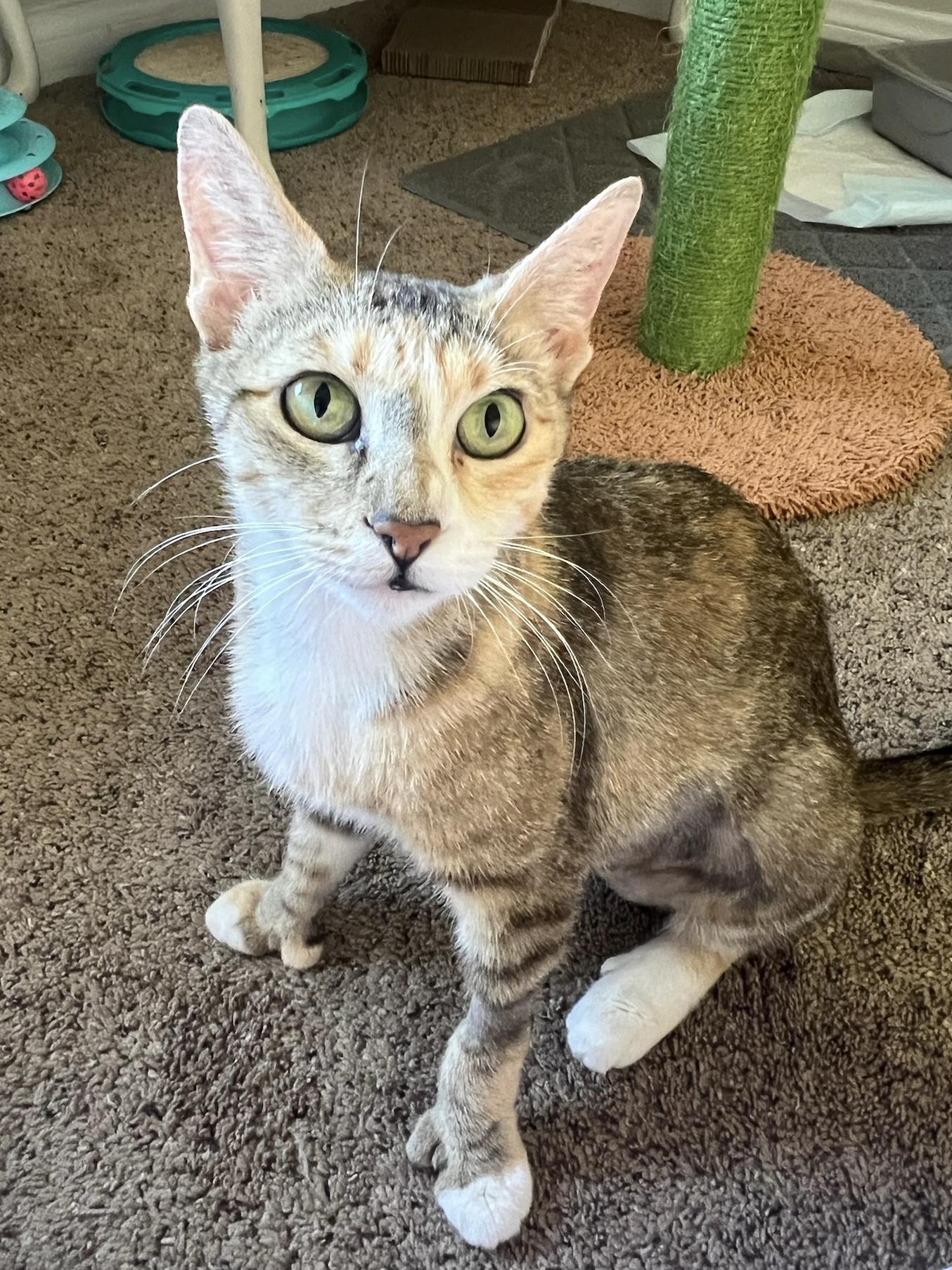 Goldie and Inchworm, a Adoptable mixed breed in Laguna Beach, CA image 4/6
