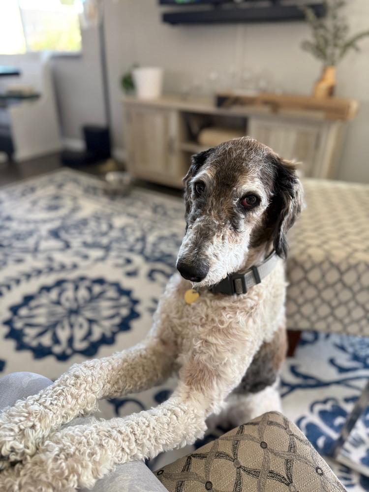 Enlarge Lambo, a ADOPTABLE Standard Poodle in Denver, CO image 3/3