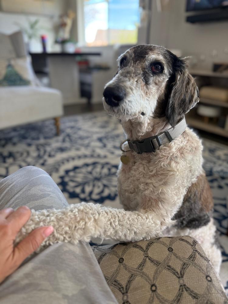 Enlarge Lambo, a ADOPTABLE Standard Poodle in Denver, CO image 2/3