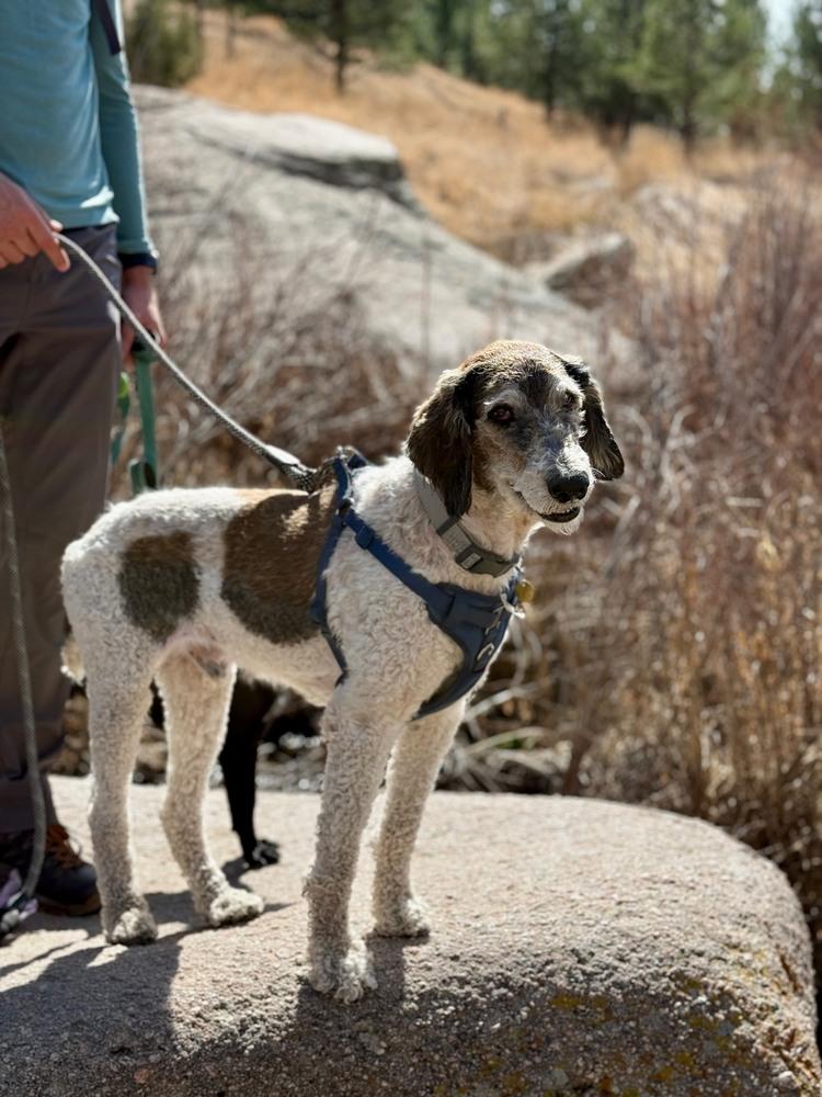 Enlarge Lambo, a ADOPTABLE Standard Poodle in Denver, CO image 1/3