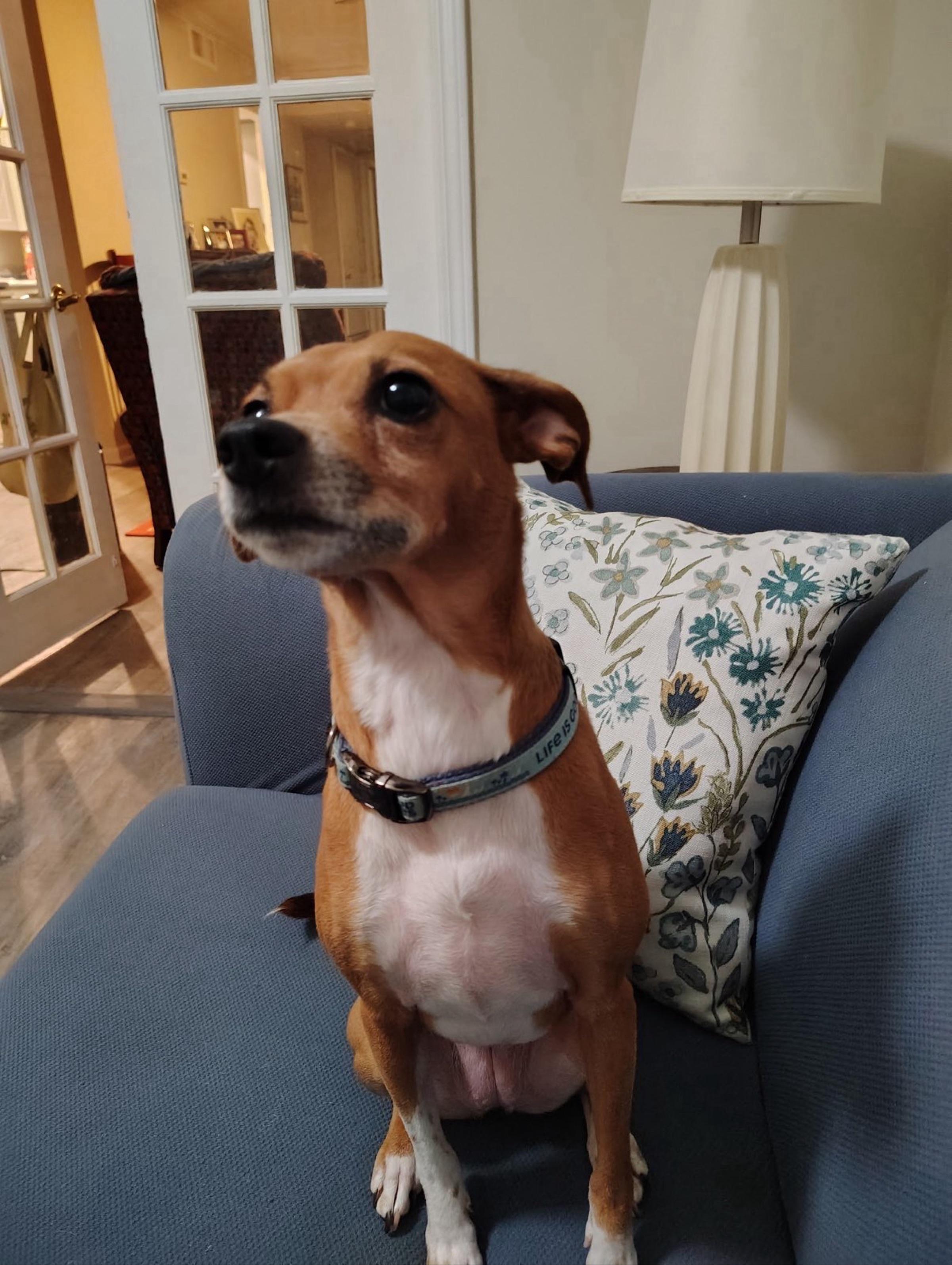 Enlarge Betsy, an adopted Terrier in Memphis, TN image 2/4
