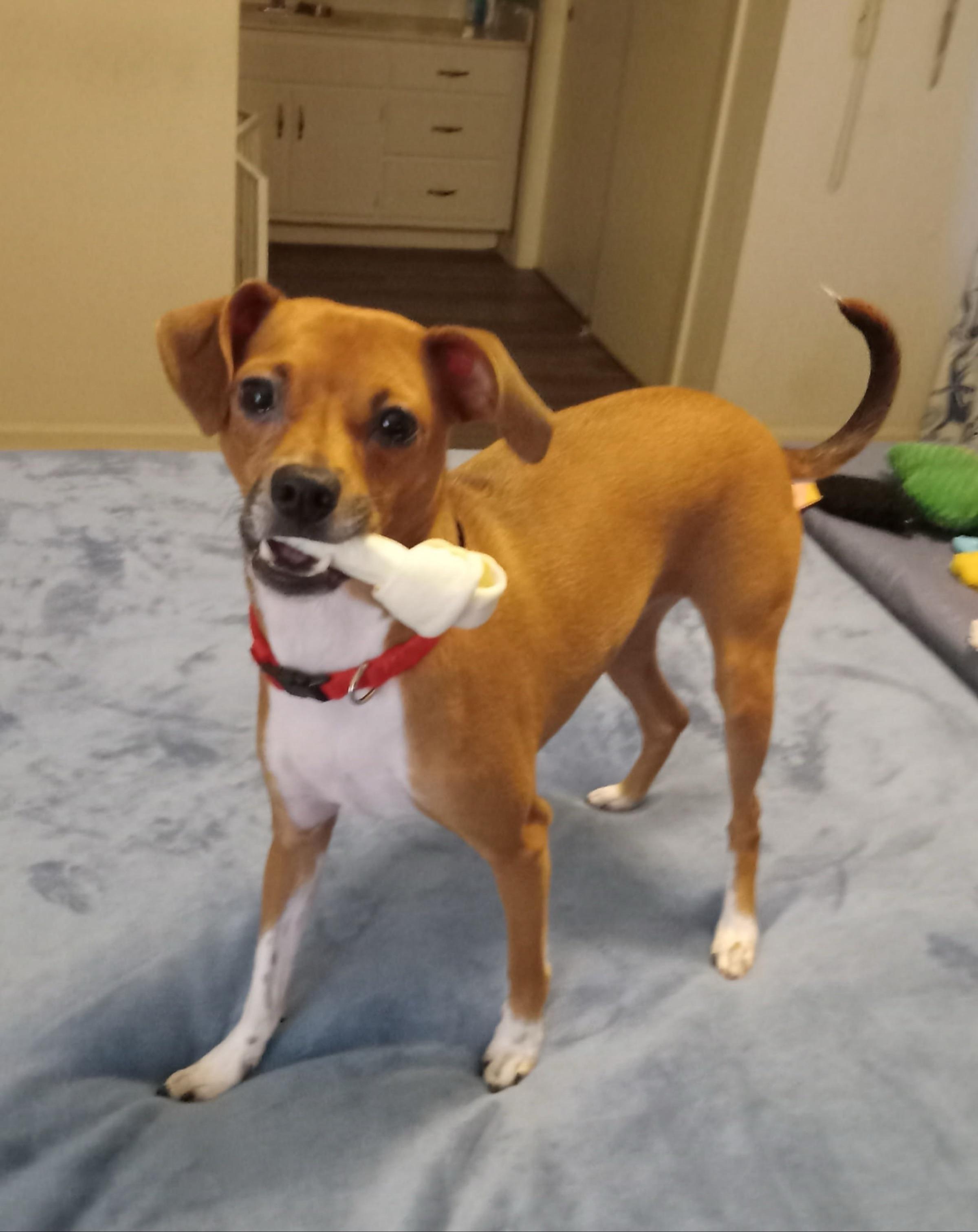 Enlarge Betsy, an adopted Terrier in Memphis, TN image 1/4