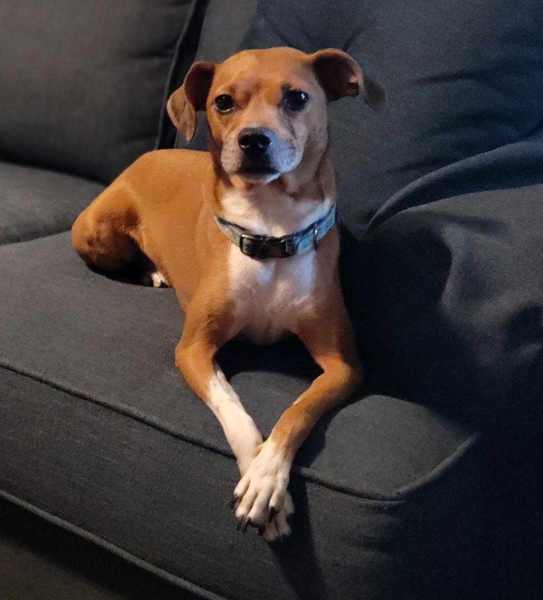 Enlarge Betsy, an adopted Terrier in Memphis, TN image 3/4