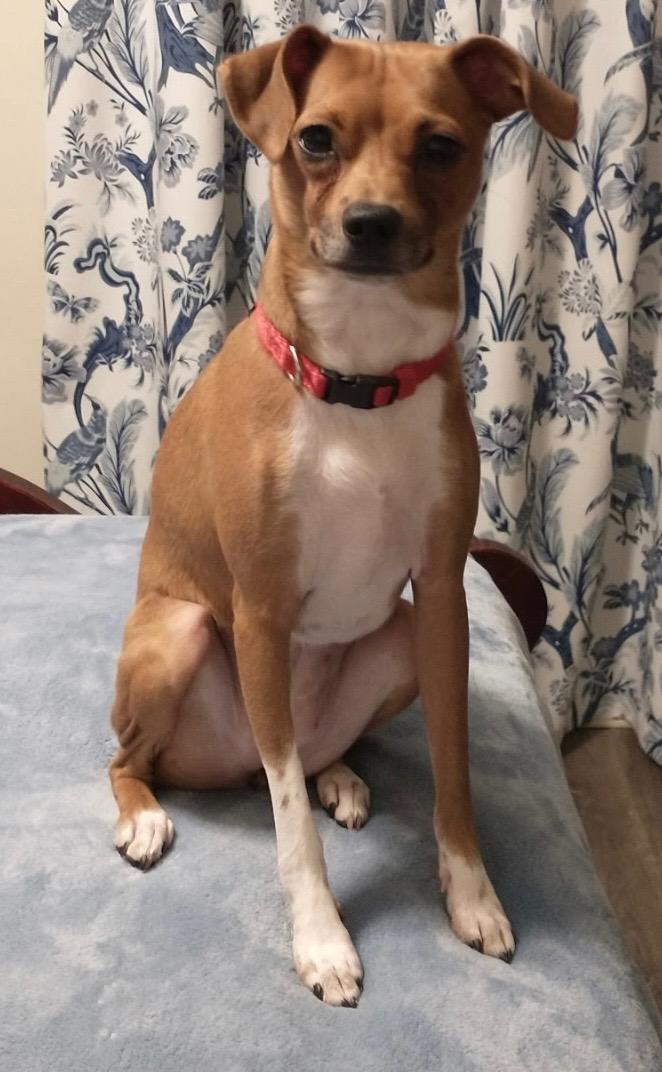 Enlarge Betsy, an adopted Terrier in Memphis, TN image 4/4