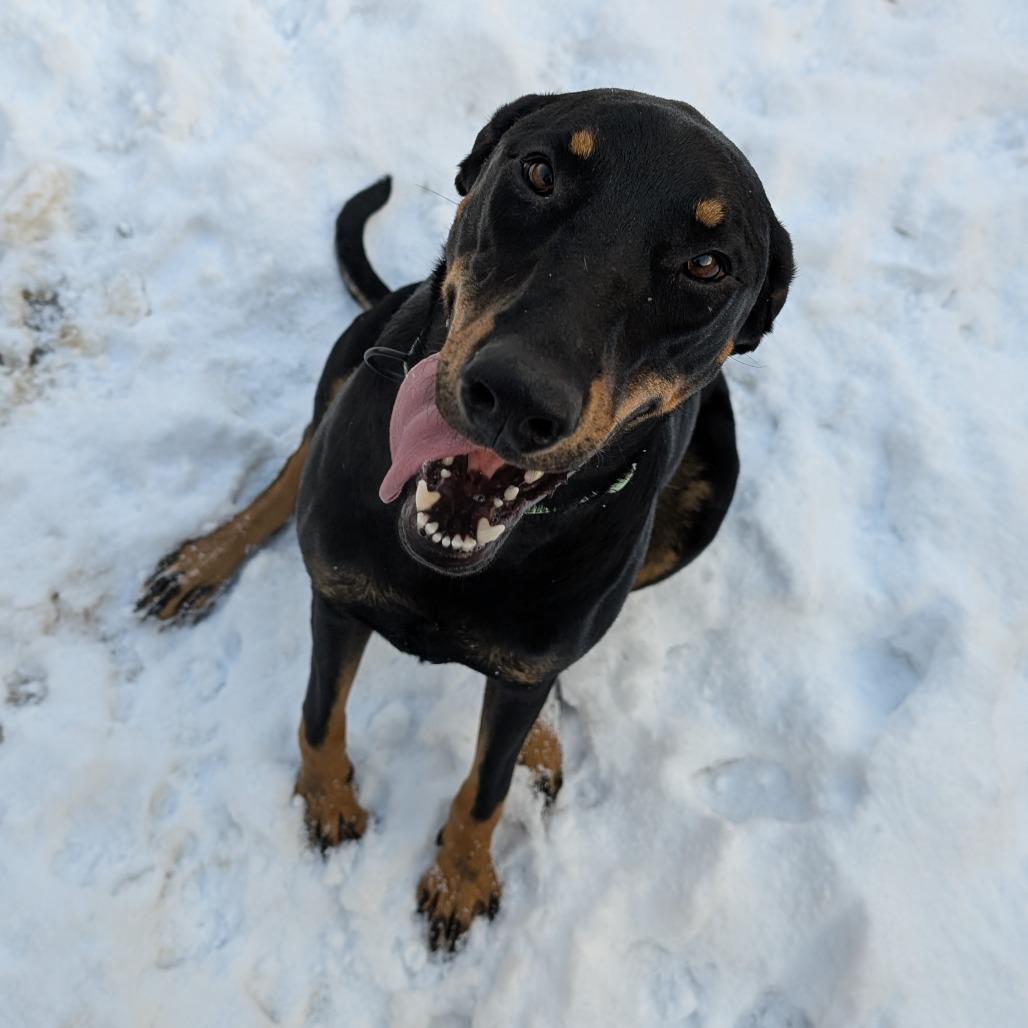 Enlarge Pandora, a Adoptable mixed breed in Baldwin, WI image 1/4