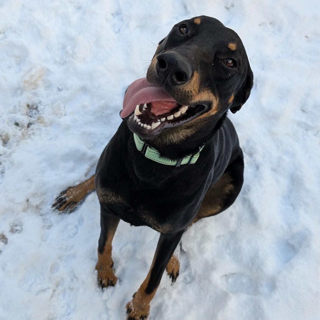 Enlarge Pandora, a Adoptable mixed breed in Baldwin, WI image 2/4