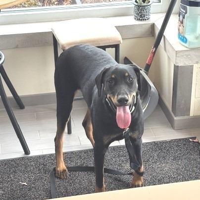 Enlarge Pandora, a Adoptable mixed breed in Baldwin, WI image 3/4