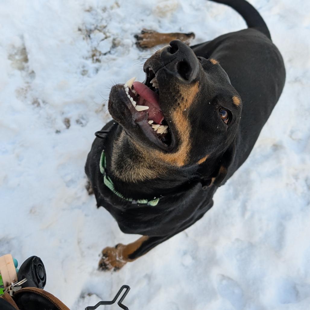 Enlarge Pandora, a Adoptable mixed breed in Baldwin, WI image 4/4