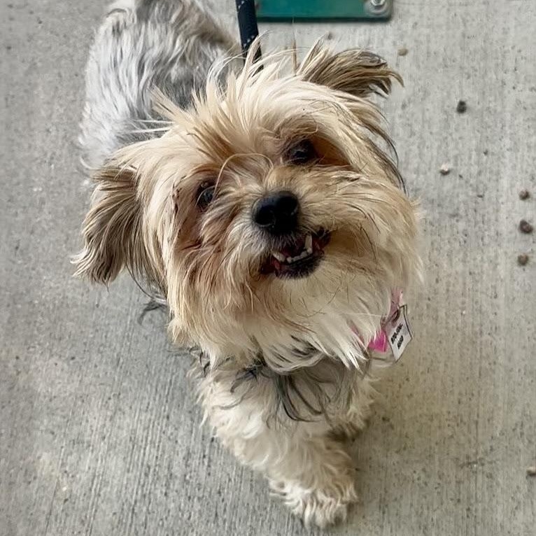 Mayzee in Colorado, a Adopted mixed breed in Boulder, CO image 2/6