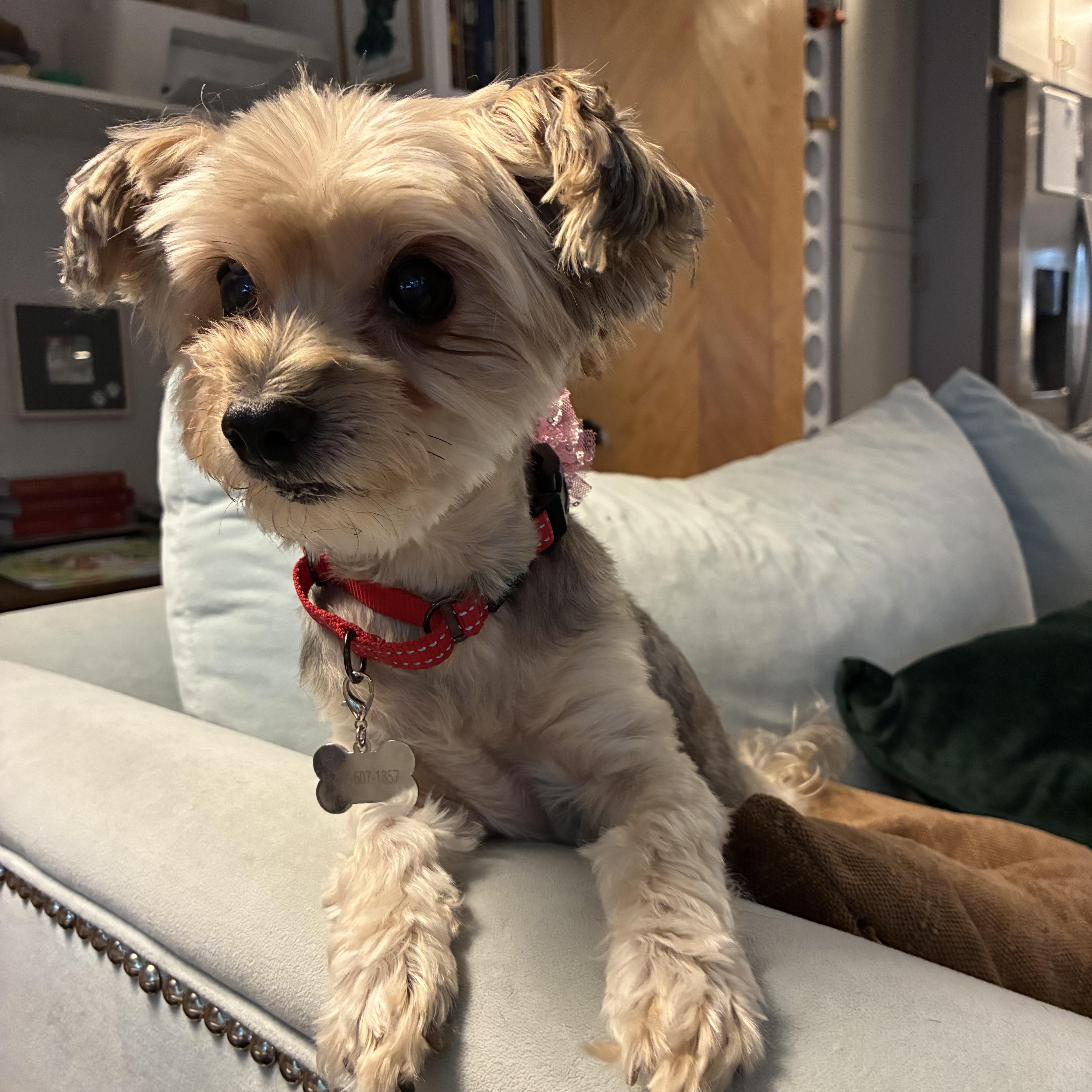 Mayzee in Colorado, a Adopted mixed breed in Boulder, CO image 6/6