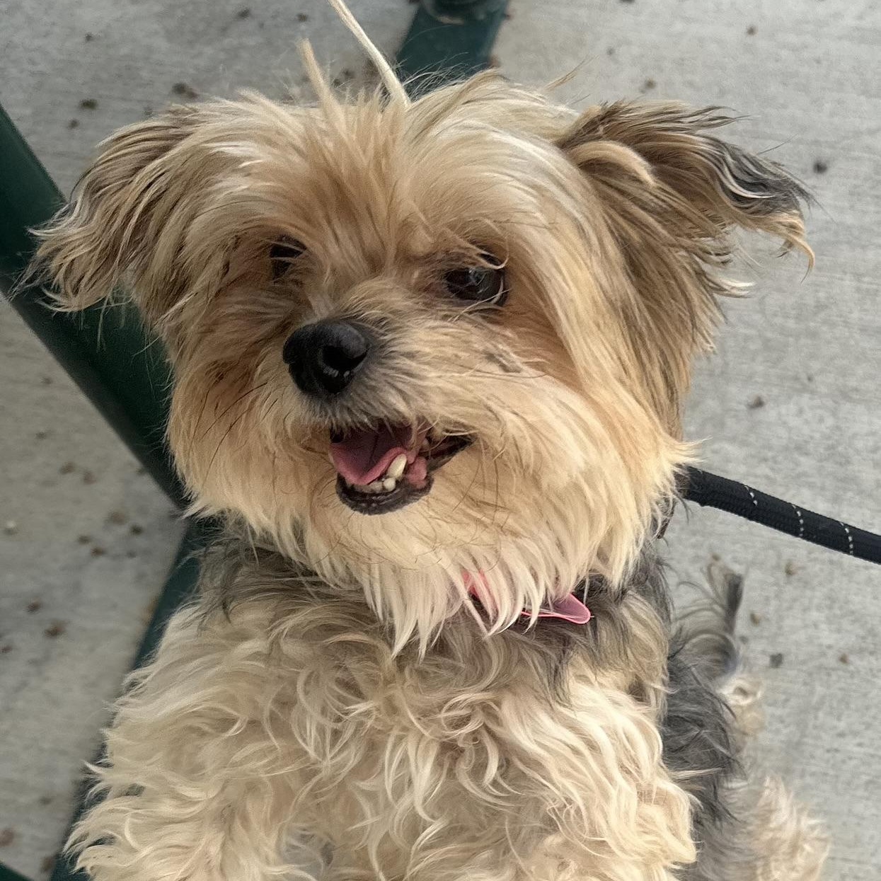 Mayzee in Colorado, a Adopted mixed breed in Boulder, CO image 5/6