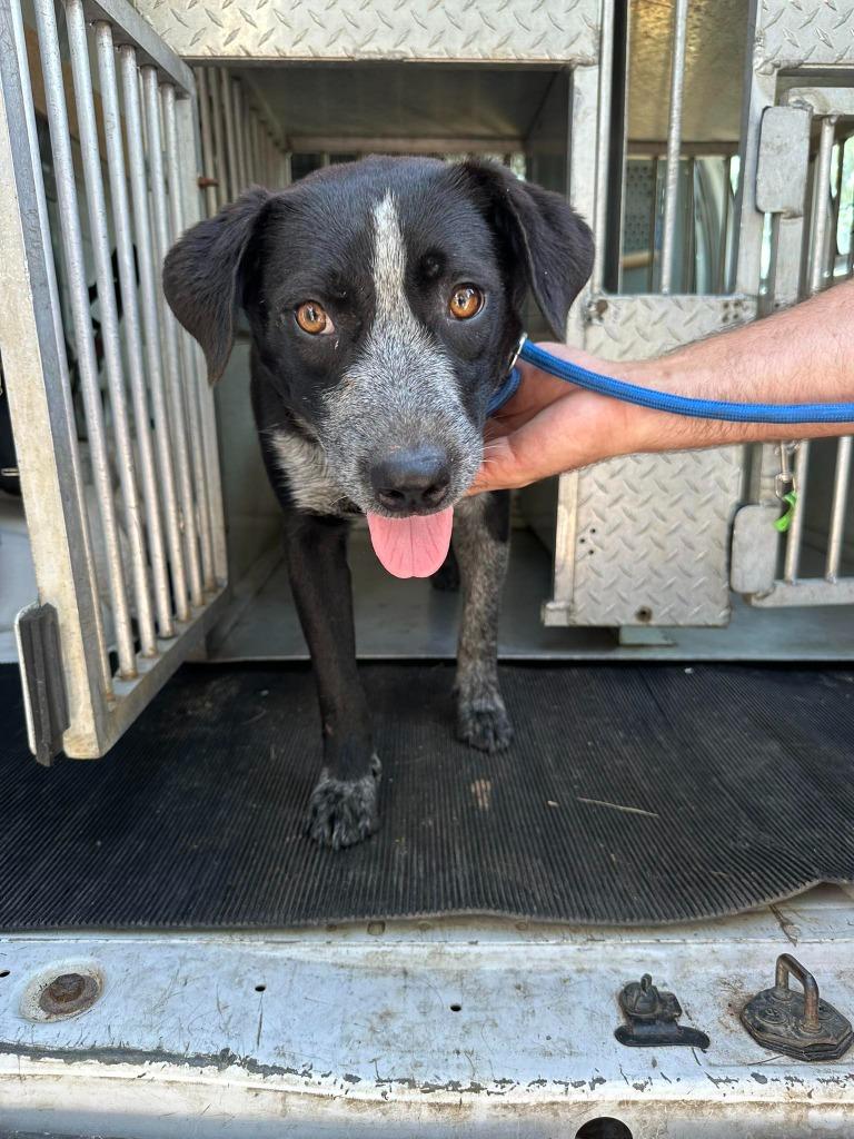 Chili, a Adoptable mixed breed in Russellville, KY image 2/3