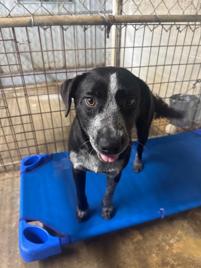 Enlarge Chili, a Adoptable mixed breed in Russellville, KY image 3/3