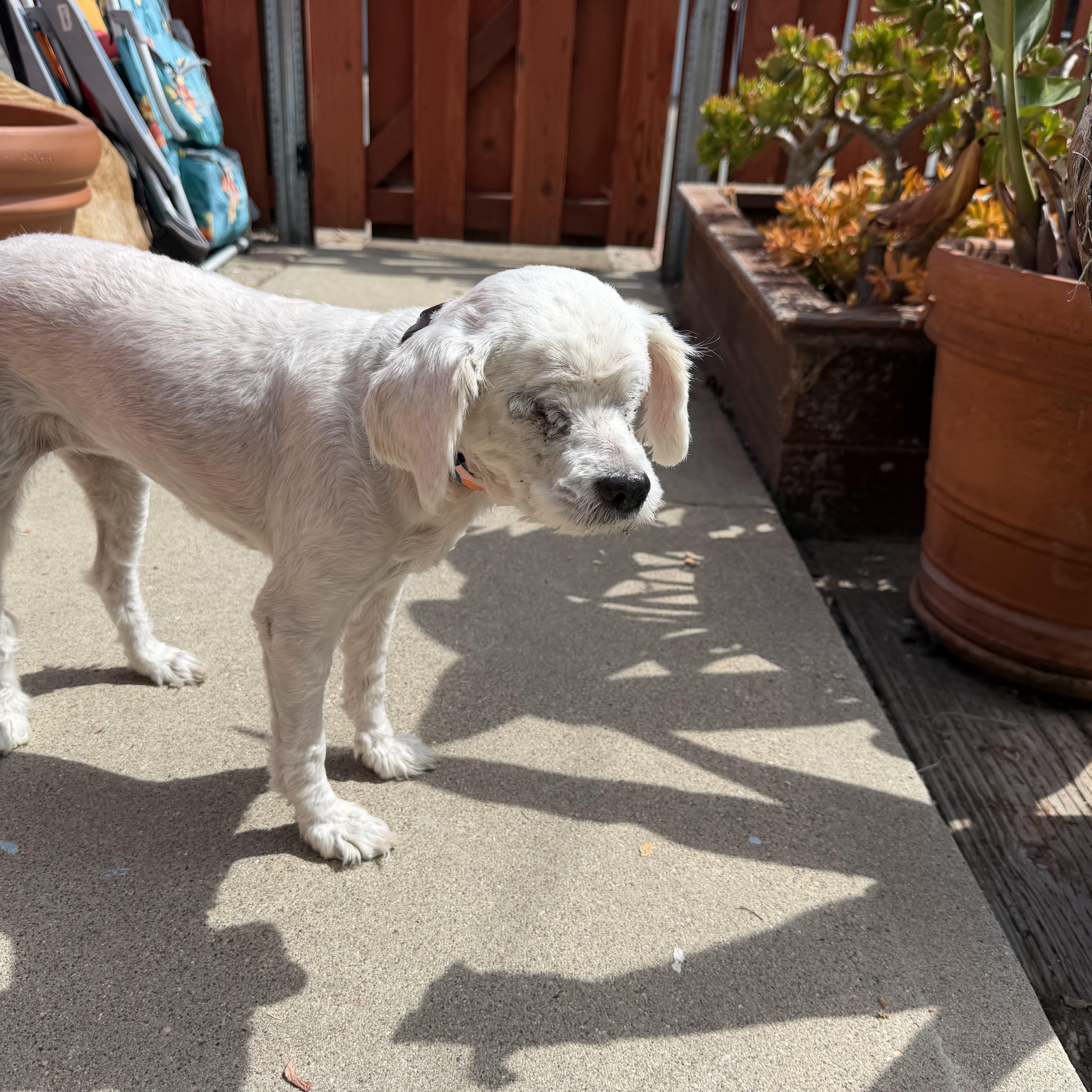 Enlarge HOPE, a Adoptable Miniature Poodle in Arroyo Grande, CA image 4/6