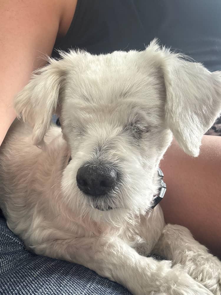 Enlarge HOPE, a Adoptable Miniature Poodle in Arroyo Grande, CA image 1/6